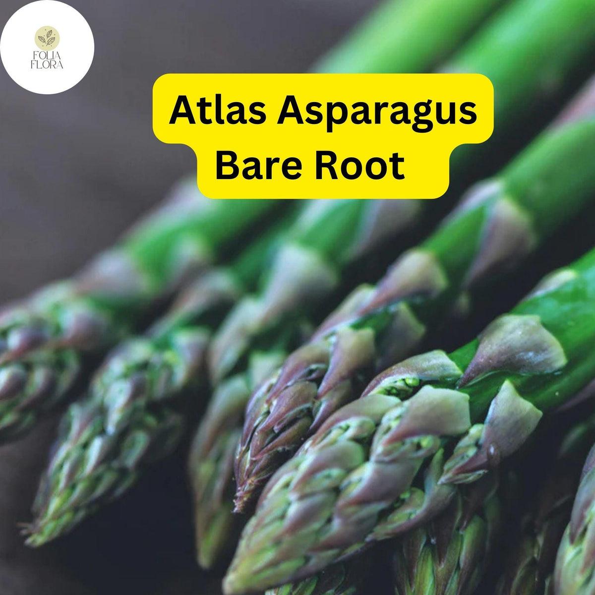 25 Bare Root Green Atlas Asparagus Plants, 2-Year Crowns, Asparagus officinalis, Easy to Grow Garden Starter