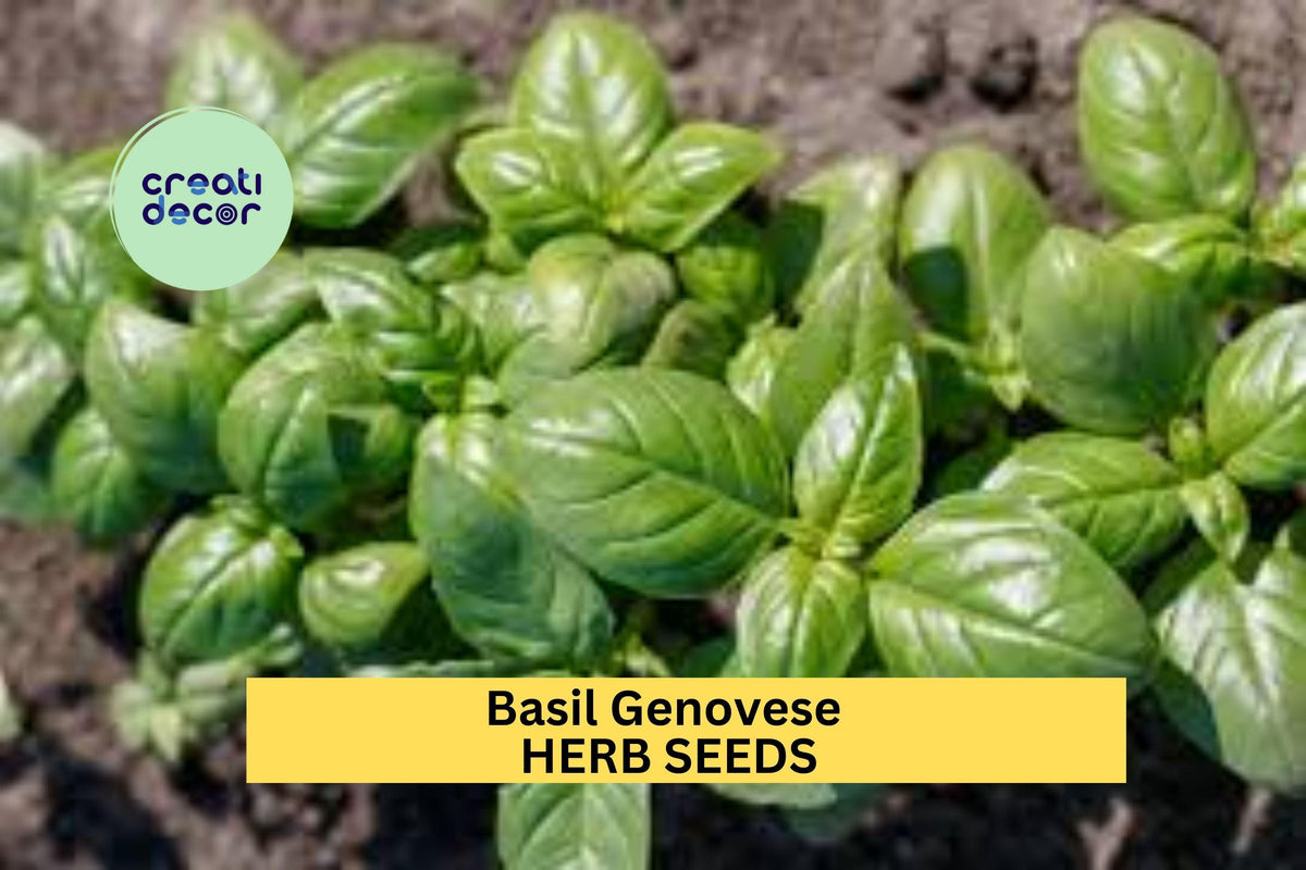 Basil Genovese Seeds 3pcs 1g - Classic Italian Herb for Culinary Use, Ocimum basilicum, Perfect for Pots & Windowsill Gardening