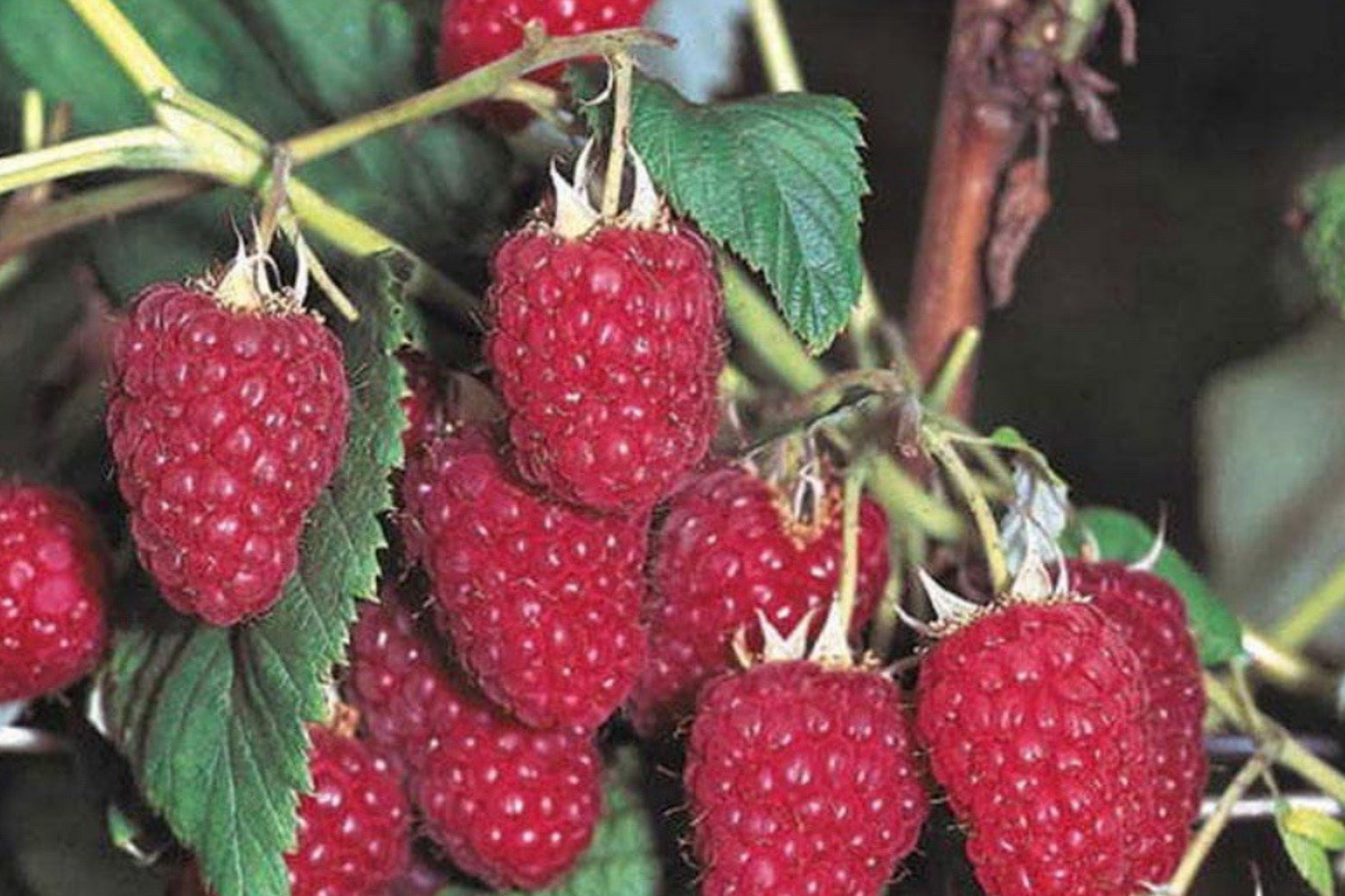 Royalty Purple Raspberry Bare Root Canes – 2-Year-Old Plants, Large Sweet Berries, Cold Hardy, USDA Zones 4-8, Fruiting Shrubs