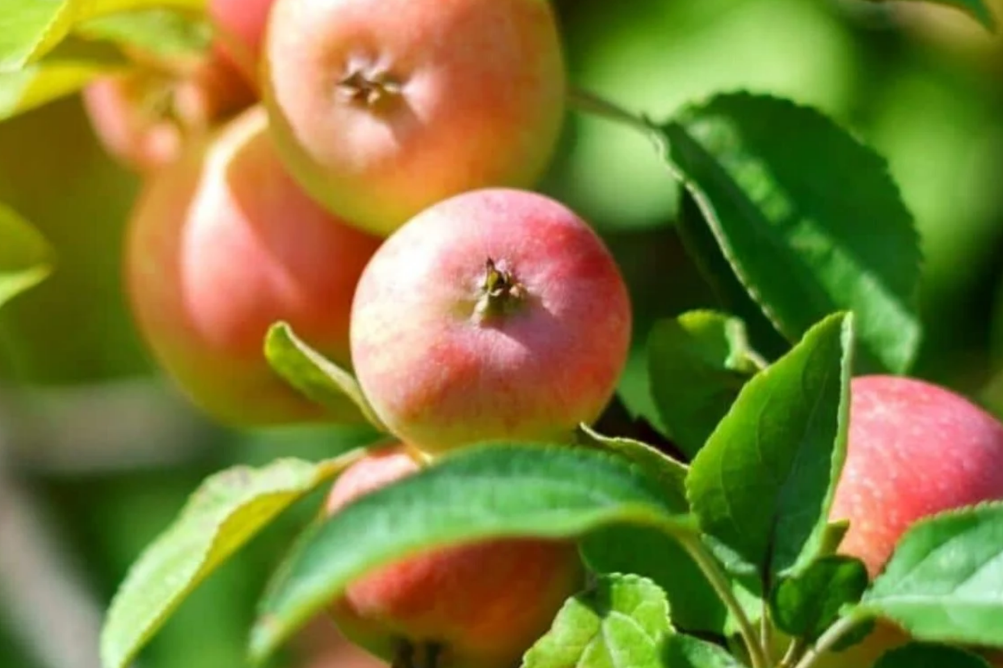 Live Winesap Apple Tree - 2-3ft Bare Root Fruit Tree for Spring Planting, Sweet Tart Apples, Hardy Deciduous Orchard Tree