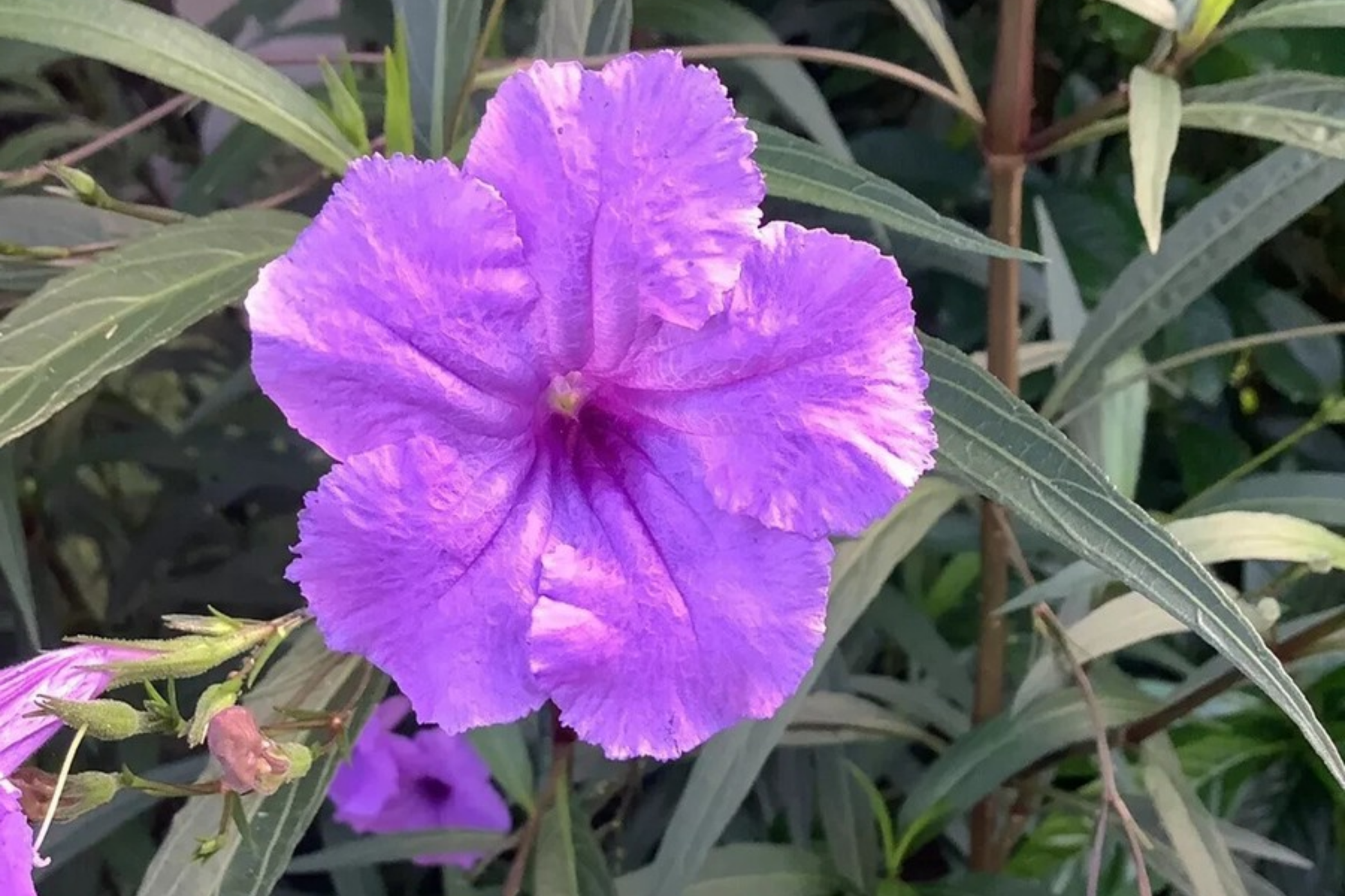 Mexican Petunia Ruellia Tuberosa Bare Root Plants – Rare Exotic Purple Flowering Shrubs for Gardens & Outdoor Spaces