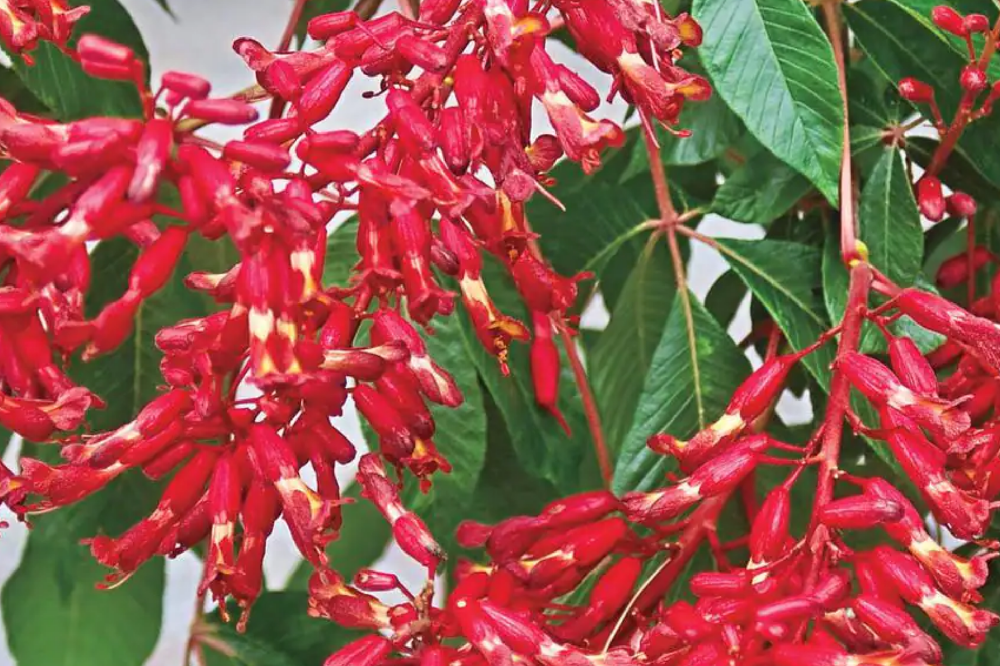 2 Buckeye Red Trees Bare-Root with Red Spring Blooms, Ornamental Aesculus pavia, Oval Shape, Hardy Landscape Tree Zones 4-8