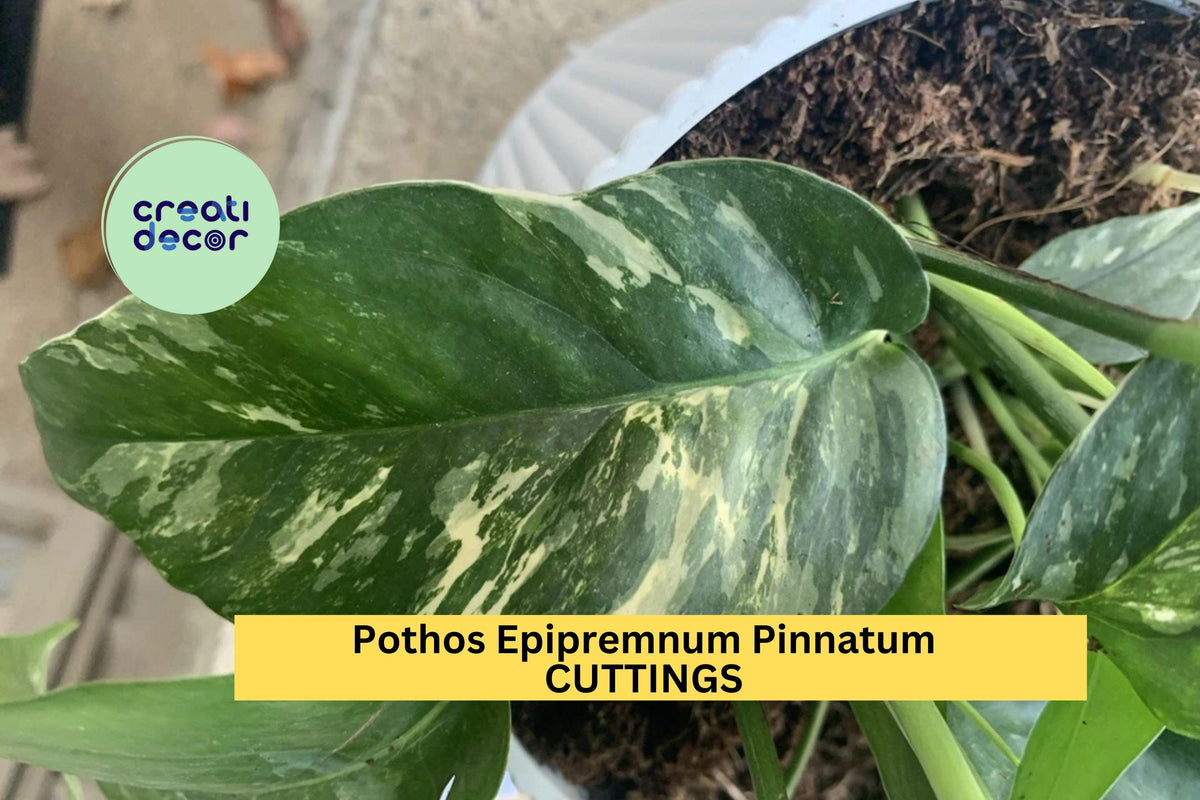 Pothos Epipremnum Pinnatum Albo Variegata Unrooted Cutting - Rare Variegated Indoor Trailing Plant