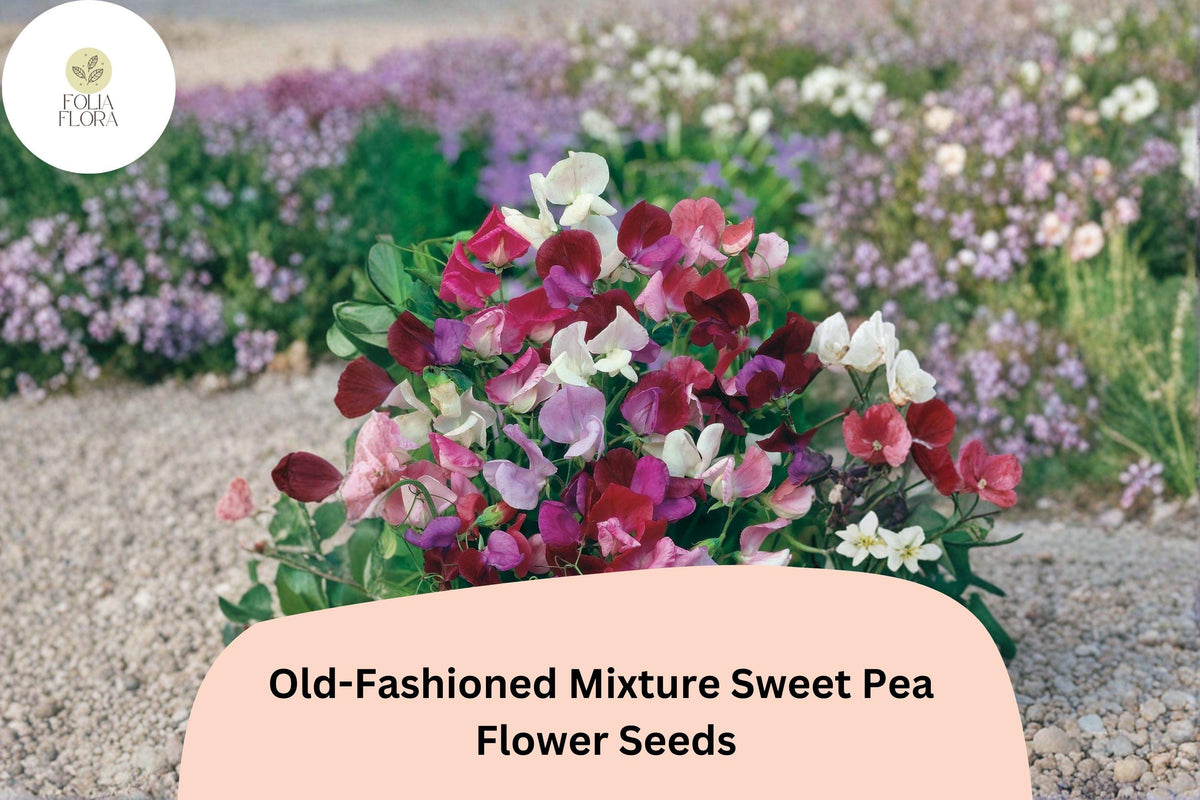 Sweet Pea Seeds - 50+ Old-Fashioned Mixture - Fragrant Climbing Flowers - Lathyrus odoratus - Mixed Colors for Garden Trellis