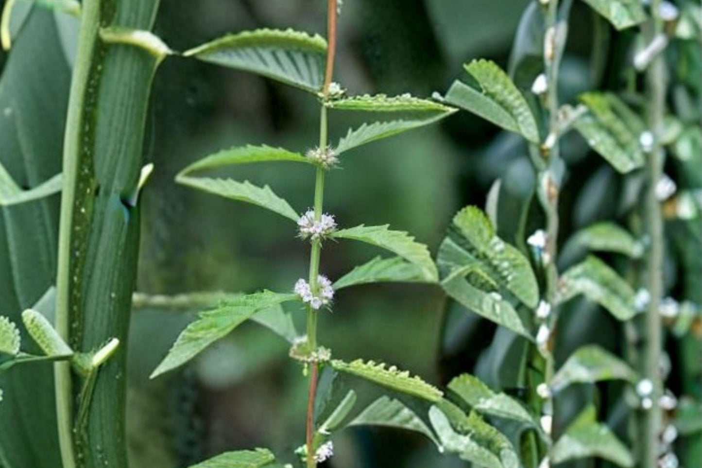 American Bugleweed Seeds – Lycopus americanus – Native Wetland Perennial for Moist Soil, Pollinator Friendly, Bulk Seed Pack