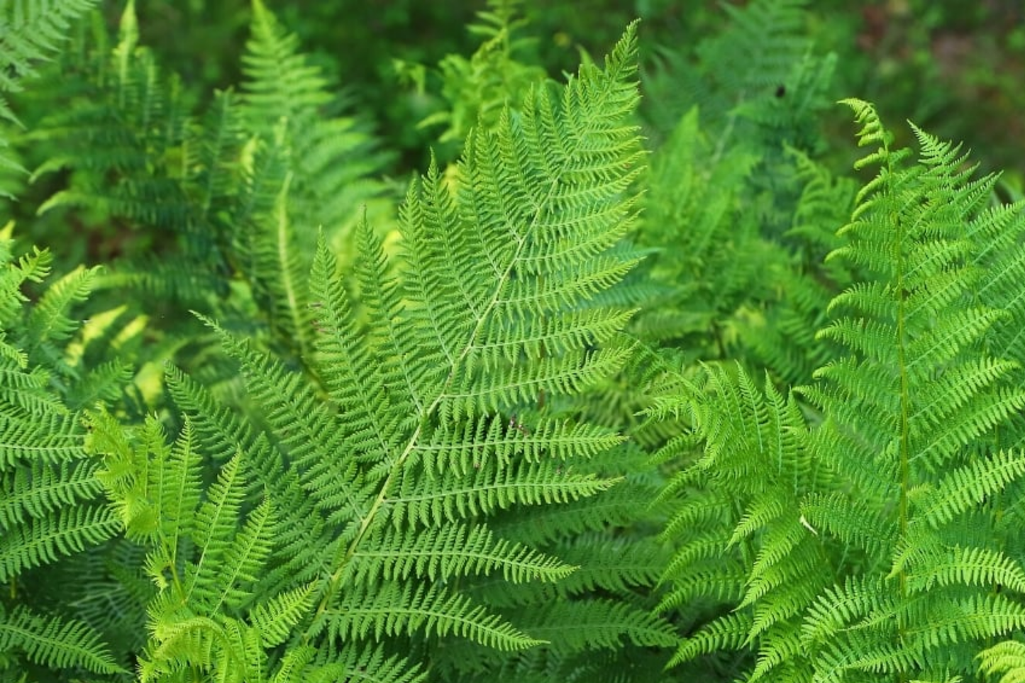 10 Lady Fern Bare Root Plants - Athyrium filix-femina Native Woodland Fern, Shade-Loving, Cold-Hardy, Deer-Resistant Perennial