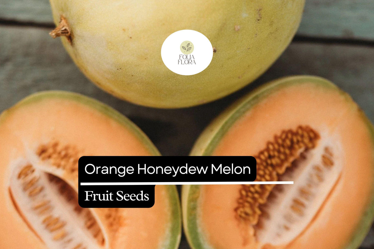 Orange Honeydew Melon Seeds - 50 Pack, Sweet Juicy Orange-Fleshed Melon, Cucumis Melo, Ideal for Summer Desserts and Smoothies