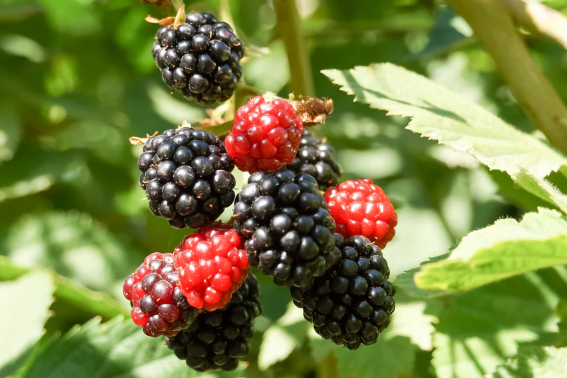 3 Apache Thornless Blackberry Plants - Bare Root Rubus Fruit Bush, High-Yield, Easy to Grow, Thornless, Summer Berries