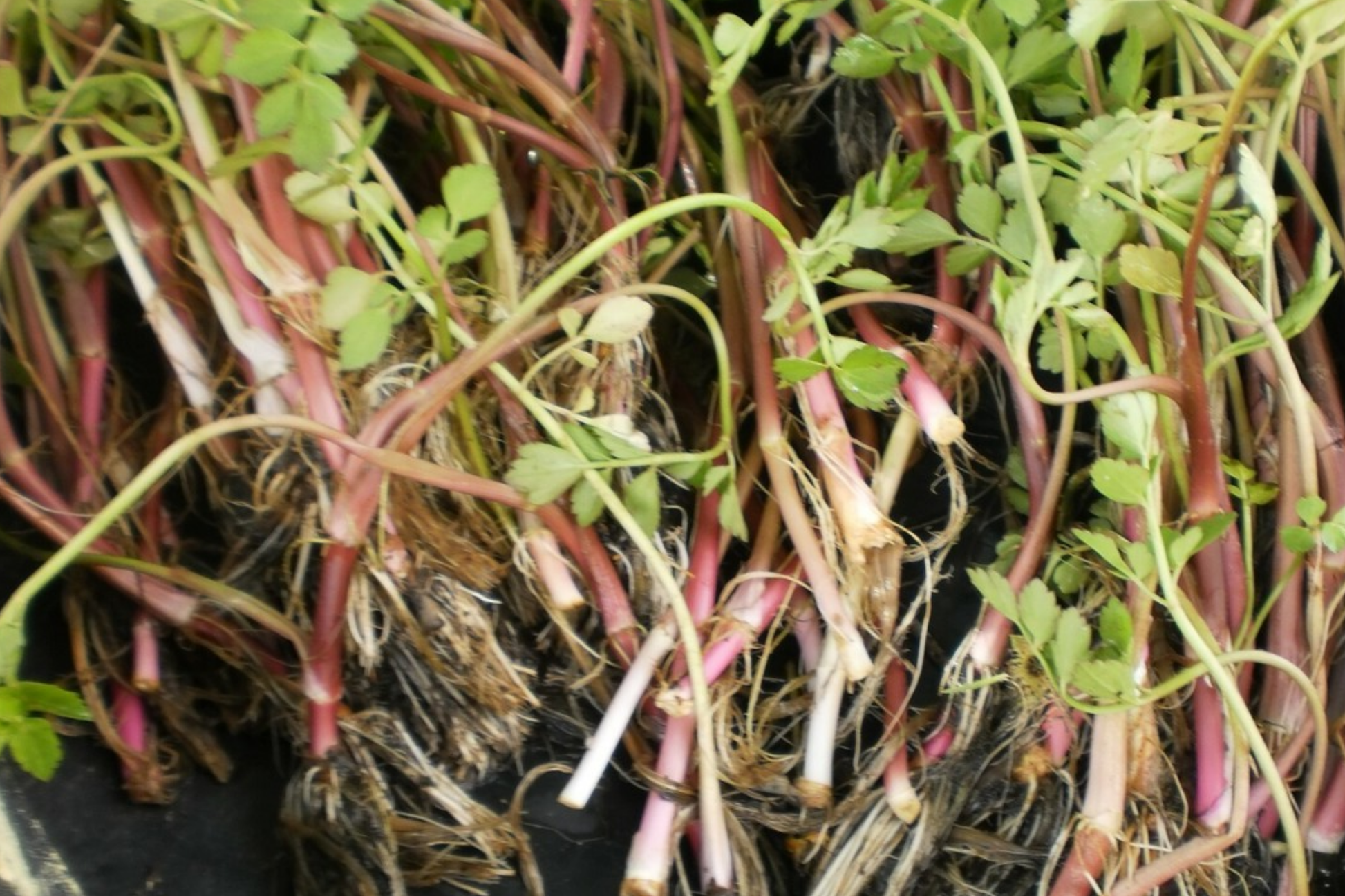 Bare Root Oenanthe Javanica (Water Celery) 5-6" Edible Herb, Minari, Korean Watercress, Shade & Sun Tolerant