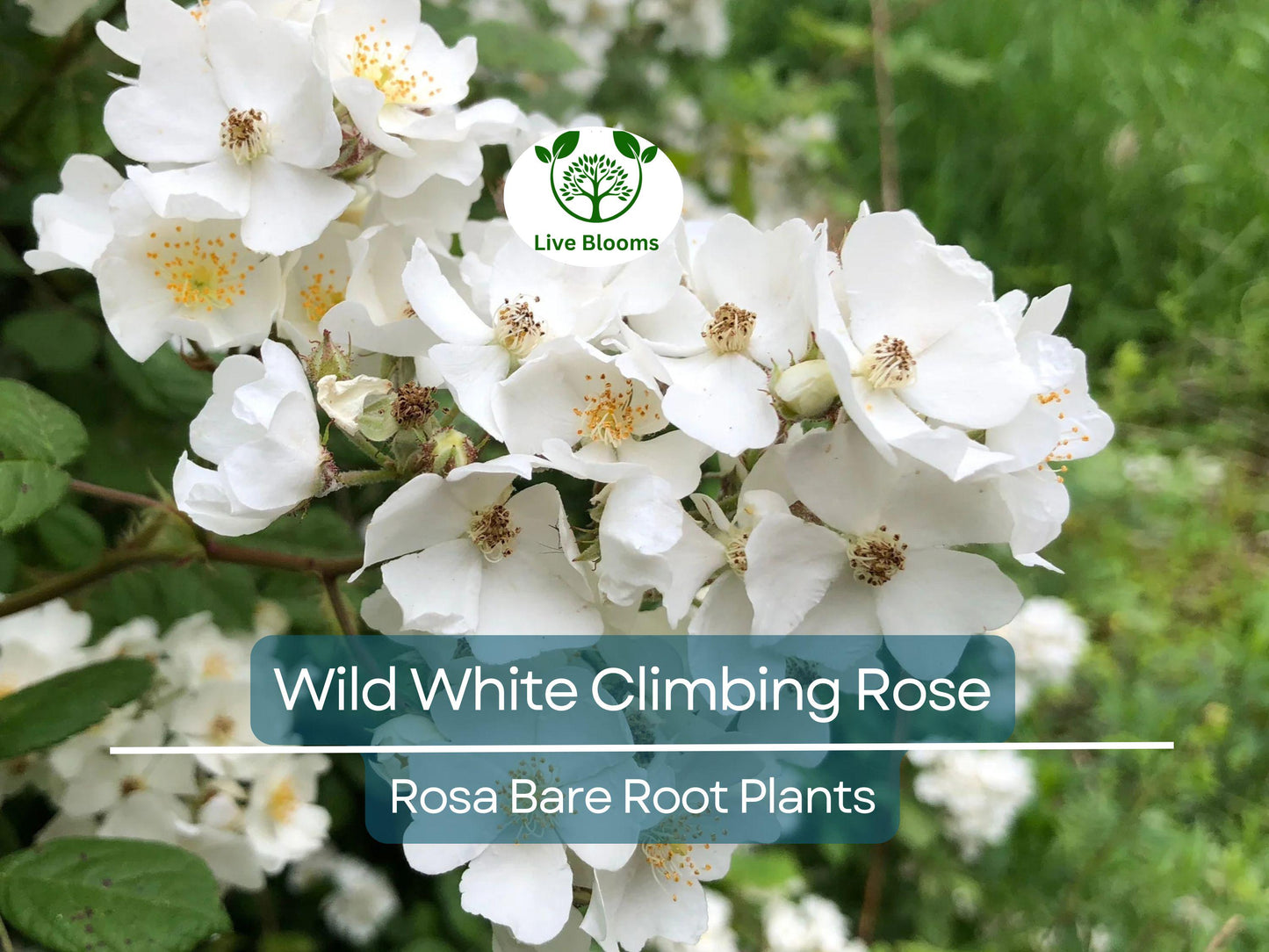 Wild White Climbing Rose Bare Root Plant 6-10" – Hardy, Fragrant, Easy-Care Rose for Trellis & Garden