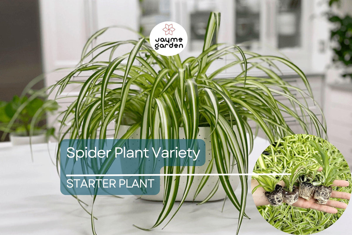 Spider Plant Variety Pack | 4 Live Starter Plants | Ocean, Hawaiian, Green, Bonnie Curly | Air-Purifying Indoor Decor
