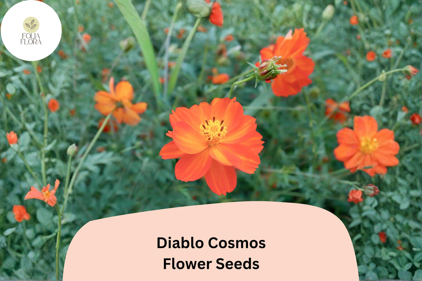 200+ Diablo Cosmos Seeds | Vibrant Orange-Red Cosmos Sulphureus Annual Flowers