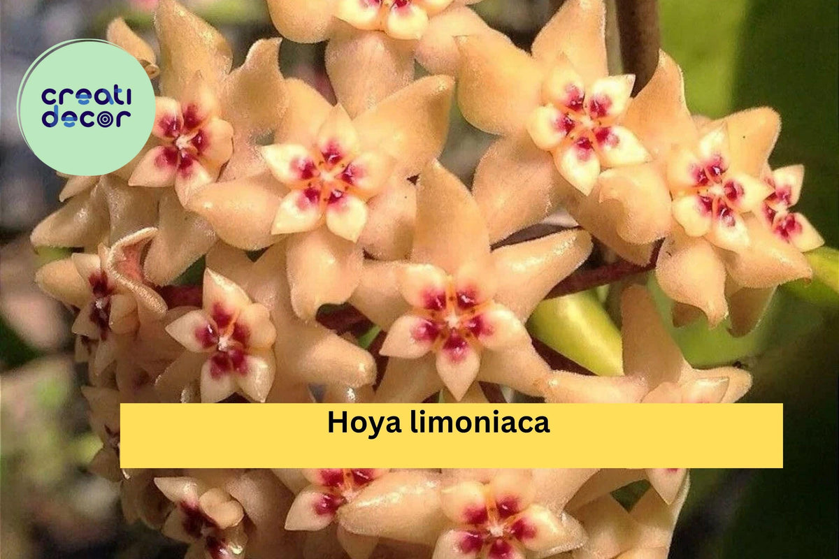 Hoya Limoniaca Live Plant - Rare Rooted Cutting in 3.5” Pot - Tropical Houseplant for Collectors - Healthy Vining Hoya