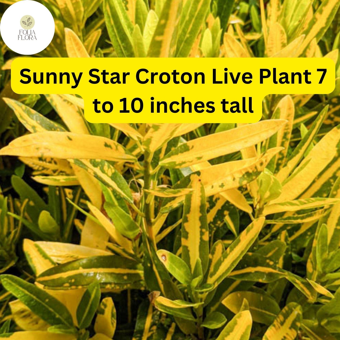 Codiaeum Variegatum ‘Sunny Star’ Croton Bare Root Live Plant 7-10” Tall with Vibrant Green and Yellow Foliage