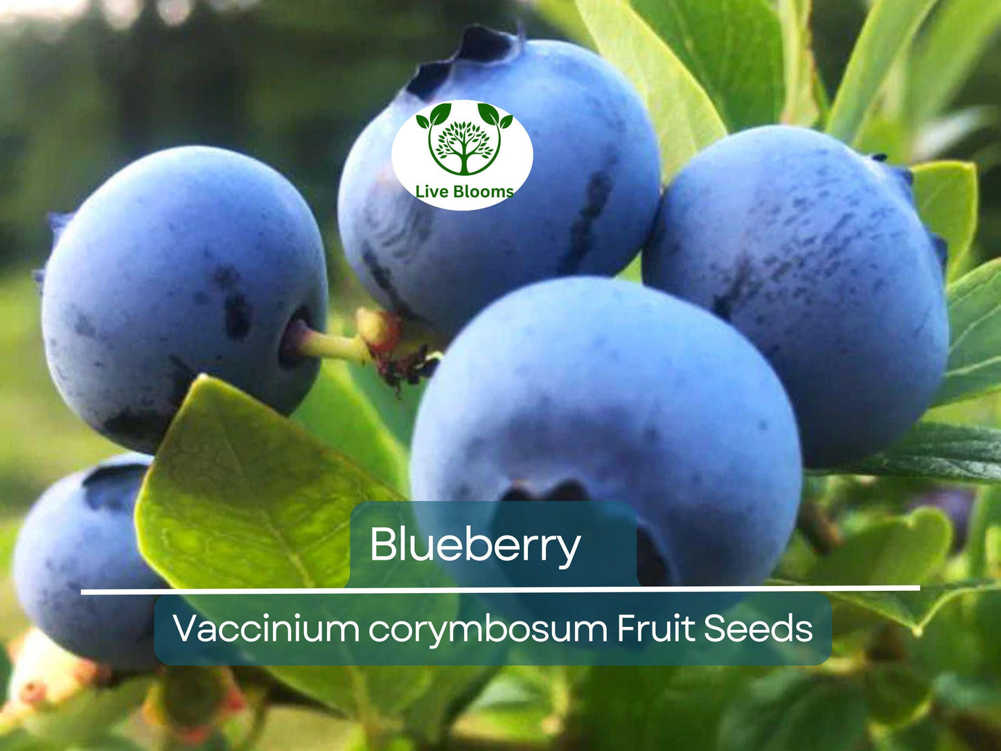 100 Dwarf Top Hat Blueberry Seeds - Compact, Sweet Edible Berries, Easy to Grow, USDA Zones 4-7
