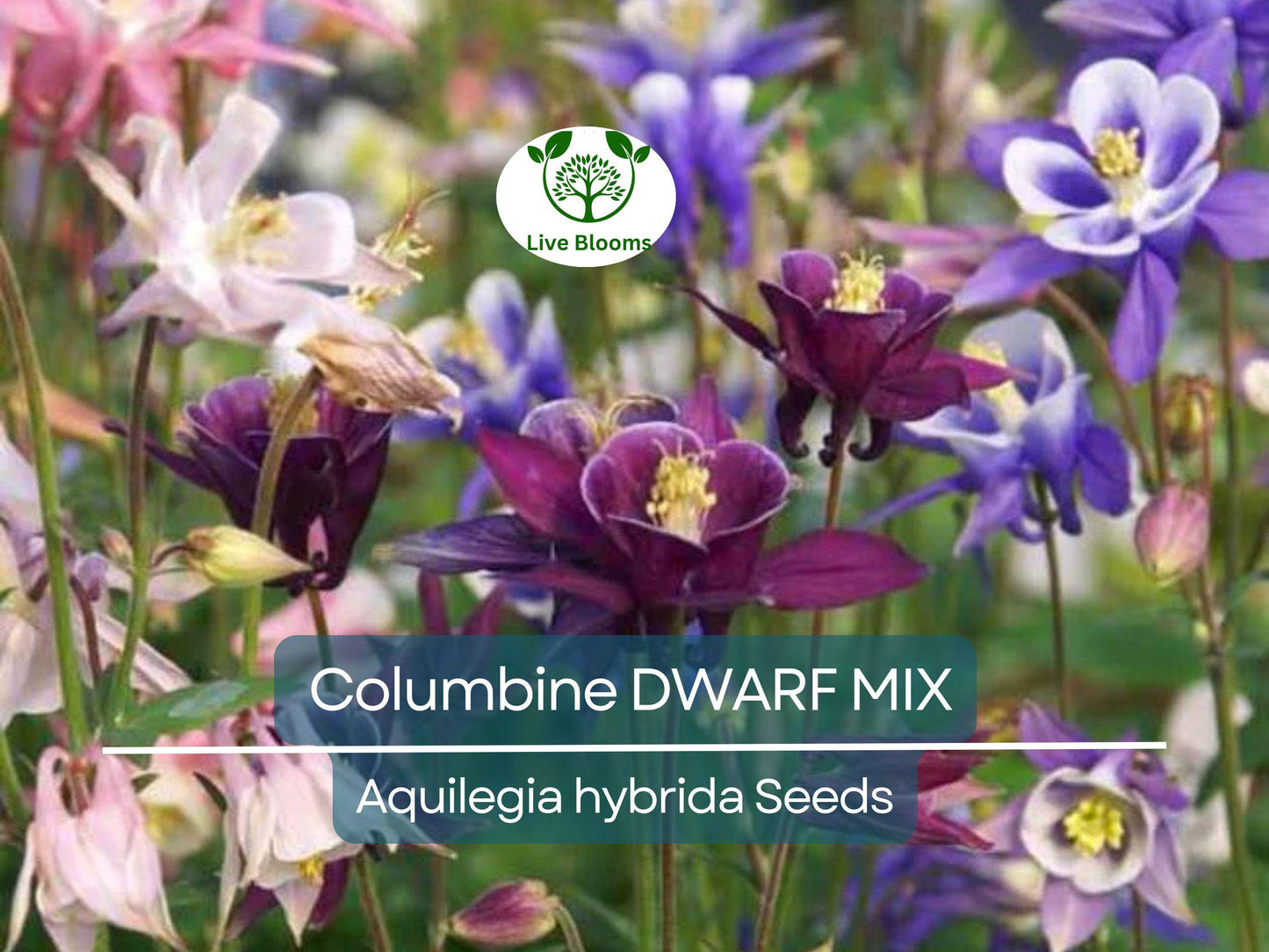 500 Seeds Columbine DWARF MIX Granny's Bonnet Perennial Flowers Non-GMO Fall Planting