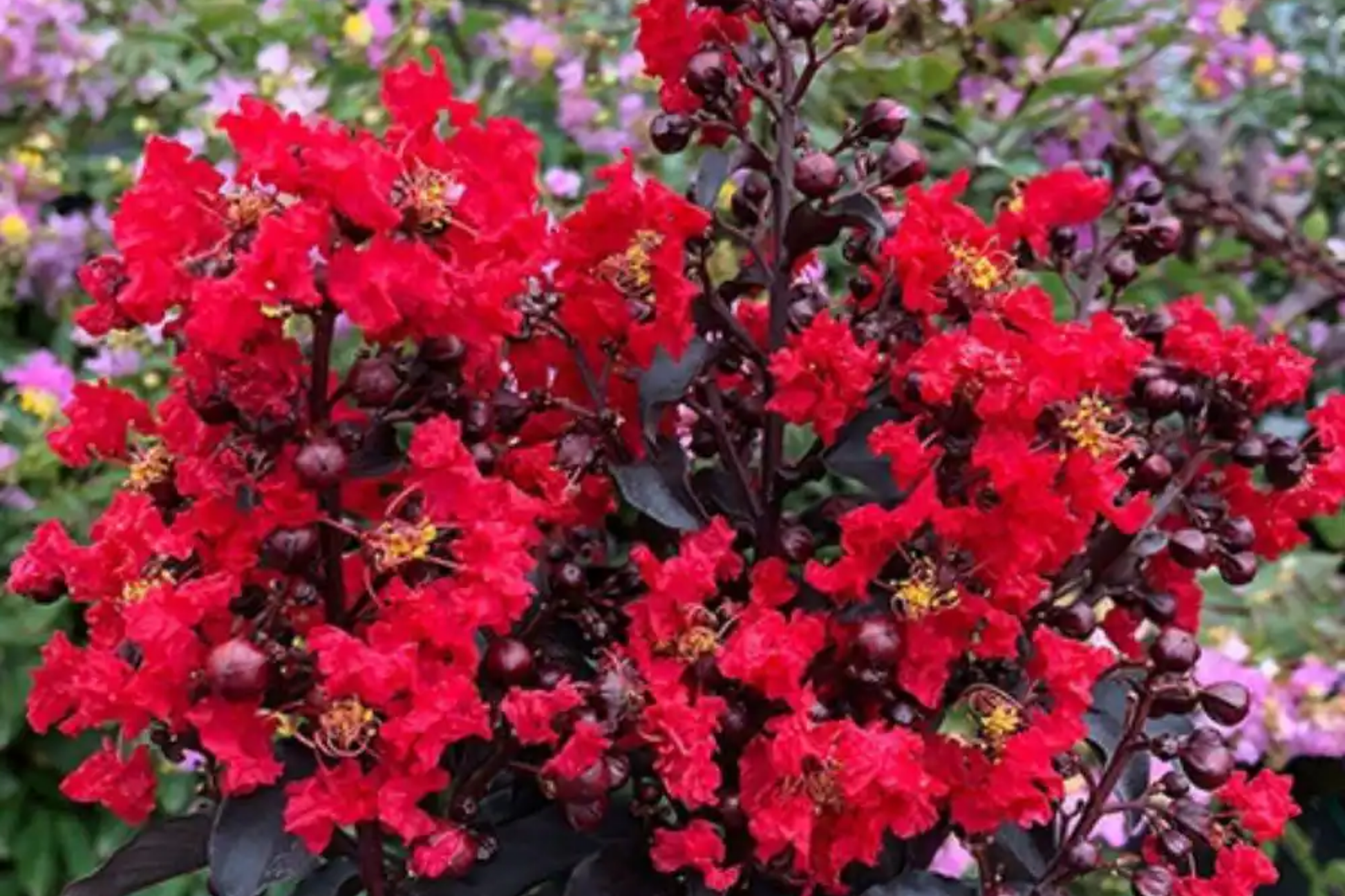 Red Crape Myrtle Trees 2ft Bare Root, Fast-Growing Red Blooms, Zones 7-9, Lagerstroemia indica 'Red Rocket'
