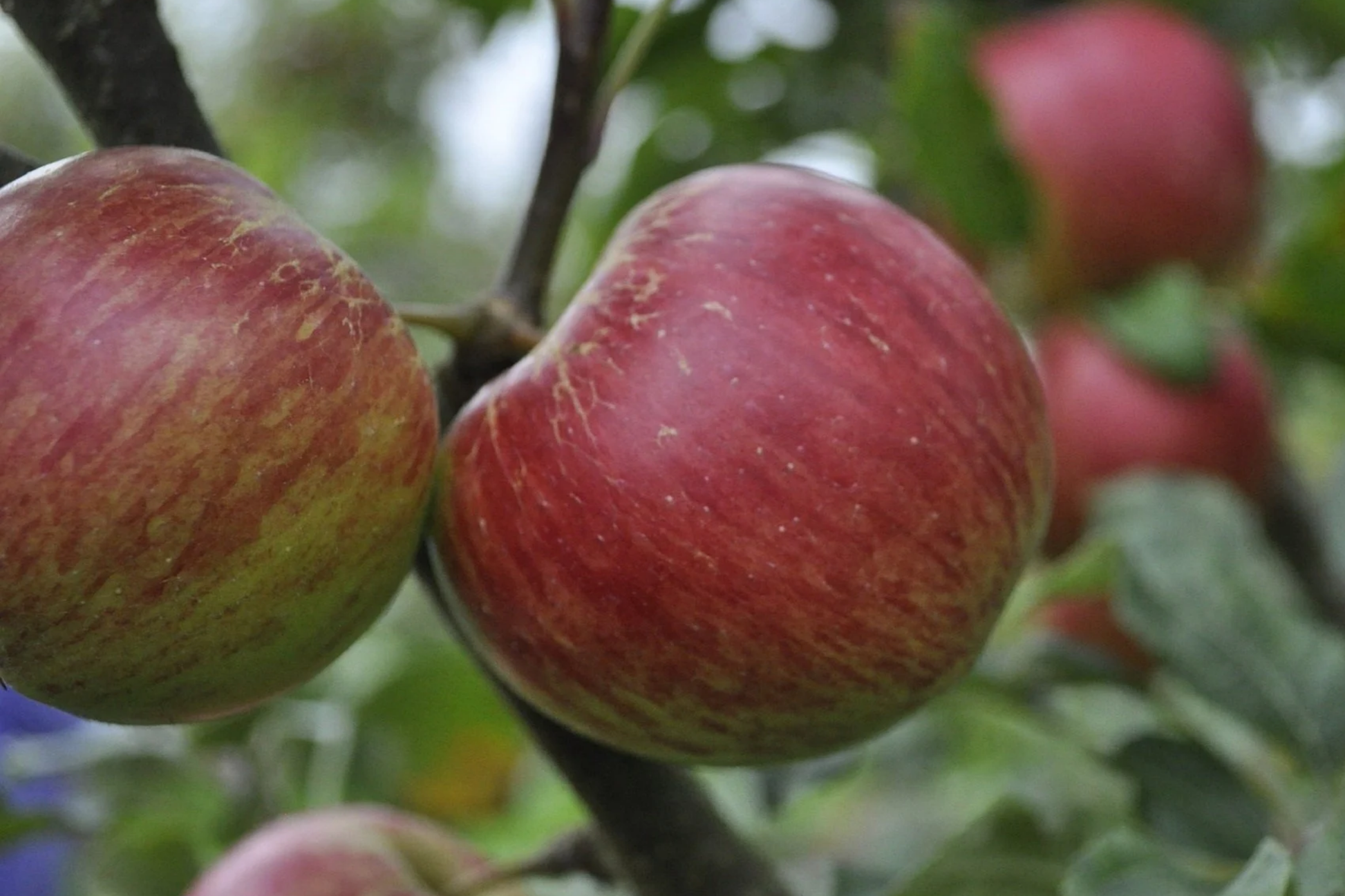 JonaGold Apple Tree 2-3ft Bare Root | Cold Hardy Fruit Tree with Sweet-Tart Apples | Zones 4-8
