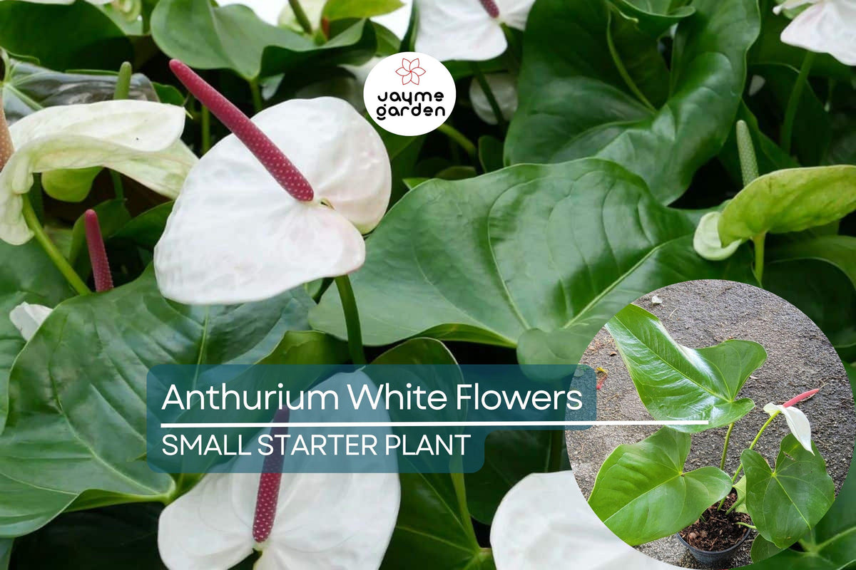 Anthurium Starter Plant - White Flamingo Flower - Live Tropical Houseplant - Anthurium andraeanum - Indoor Decor & Low Maintenance