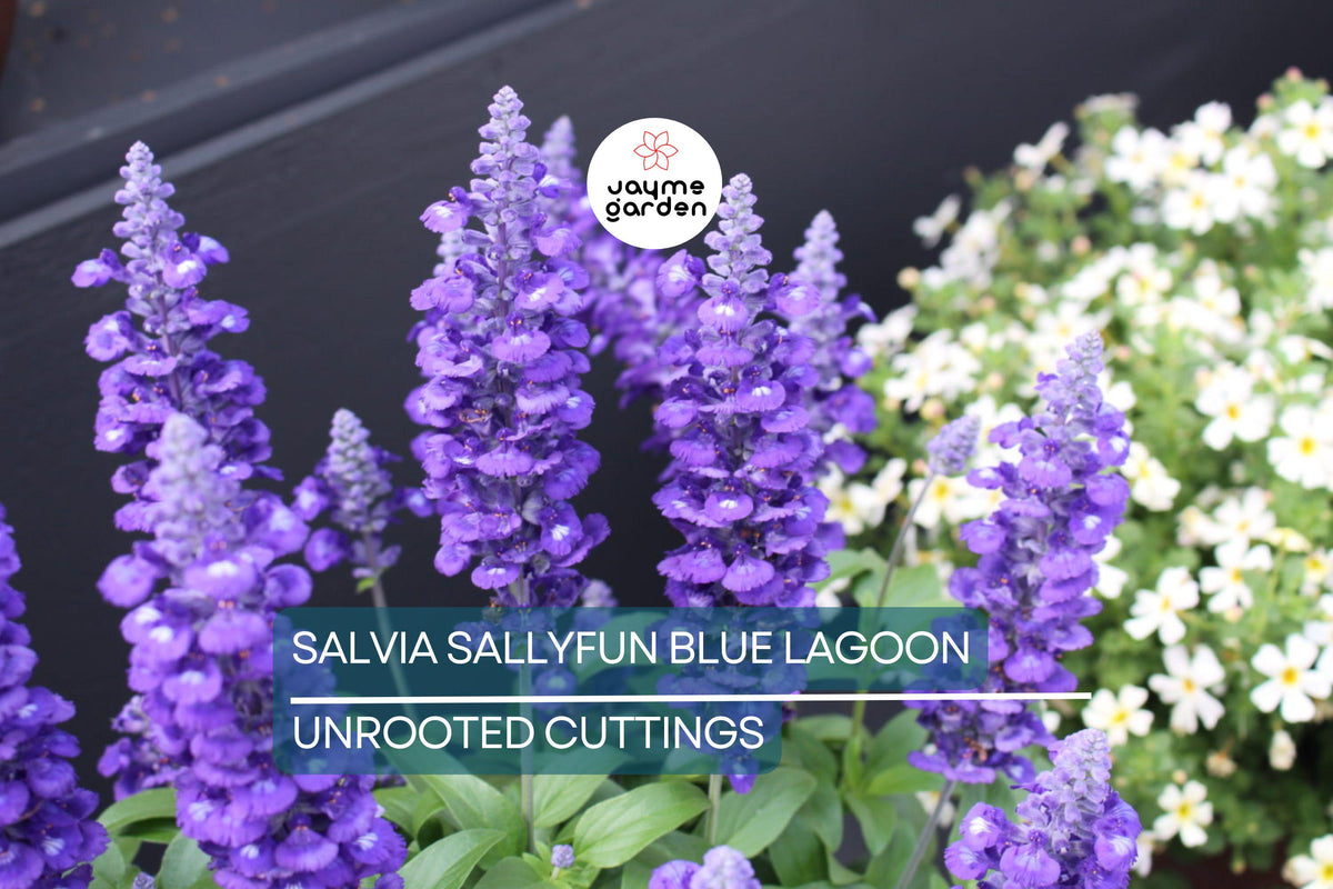 45 Live Salvia Sallyfun Blue Lagoon Plants | Pollinator-Friendly Perennial | Salvia farinacea | Drought-Tolerant Garden Flowers