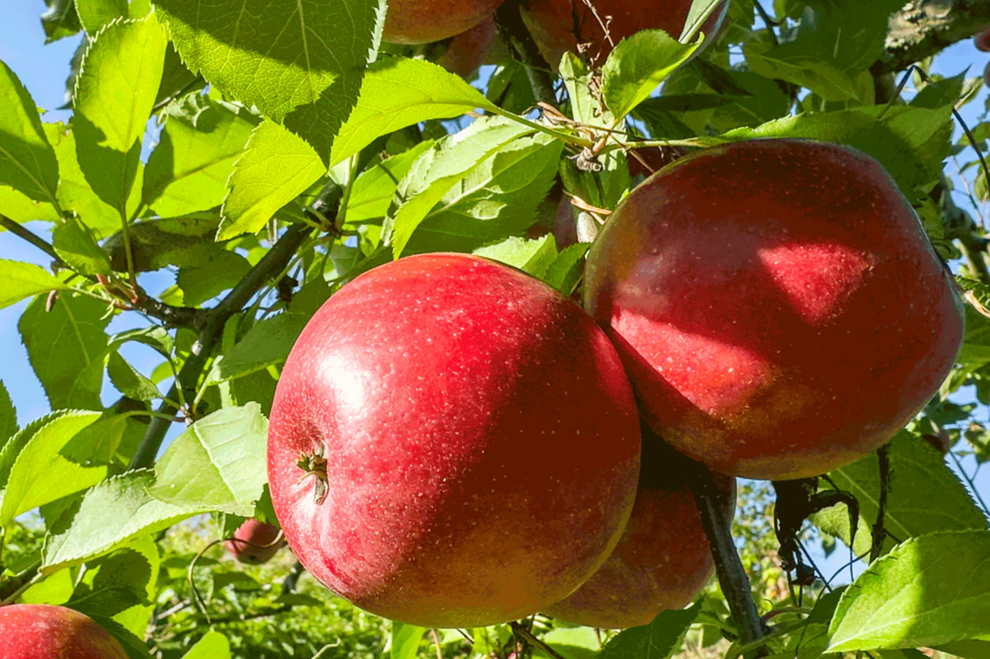 Fuji Apple Tree Live Plant – 2-3 Ft Bare Root Semi-Dwarf Fruit Tree with Sweet Juicy Apples, Cold Hardy, Zones 4-9