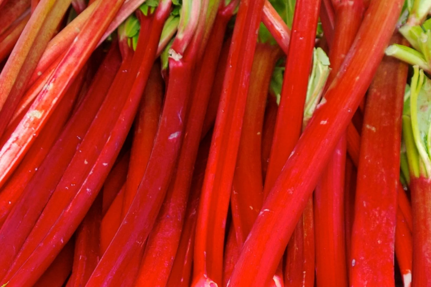 Victoria Rhubarb Crowns - Bare Root Starter Plant for Pies & Jams, Rheum rhabarbarum