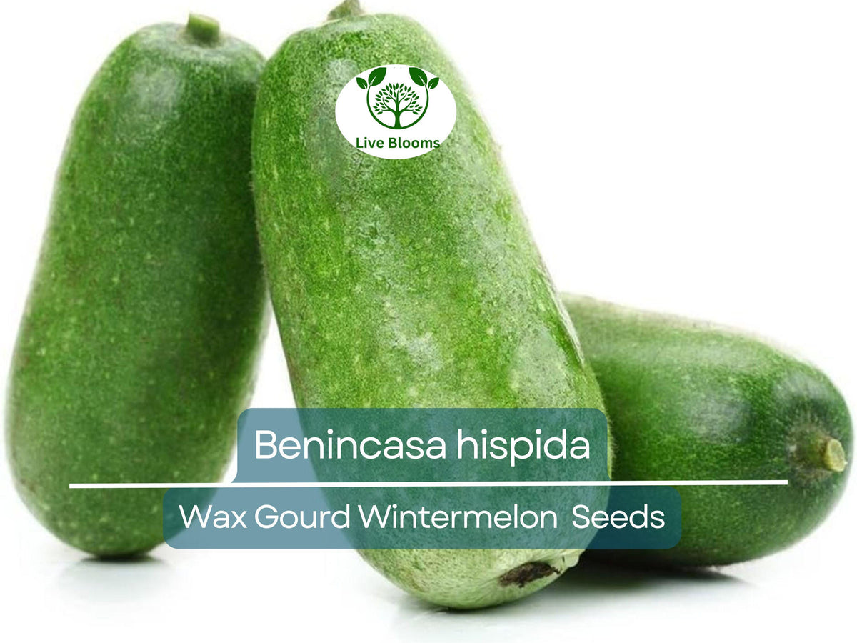 10 Seeds Wax Gourd Wintermelon - Non-GMO Heirloom (Benincasa hispida) - Easy to Grow, Edible Vegetable for Home Gardens