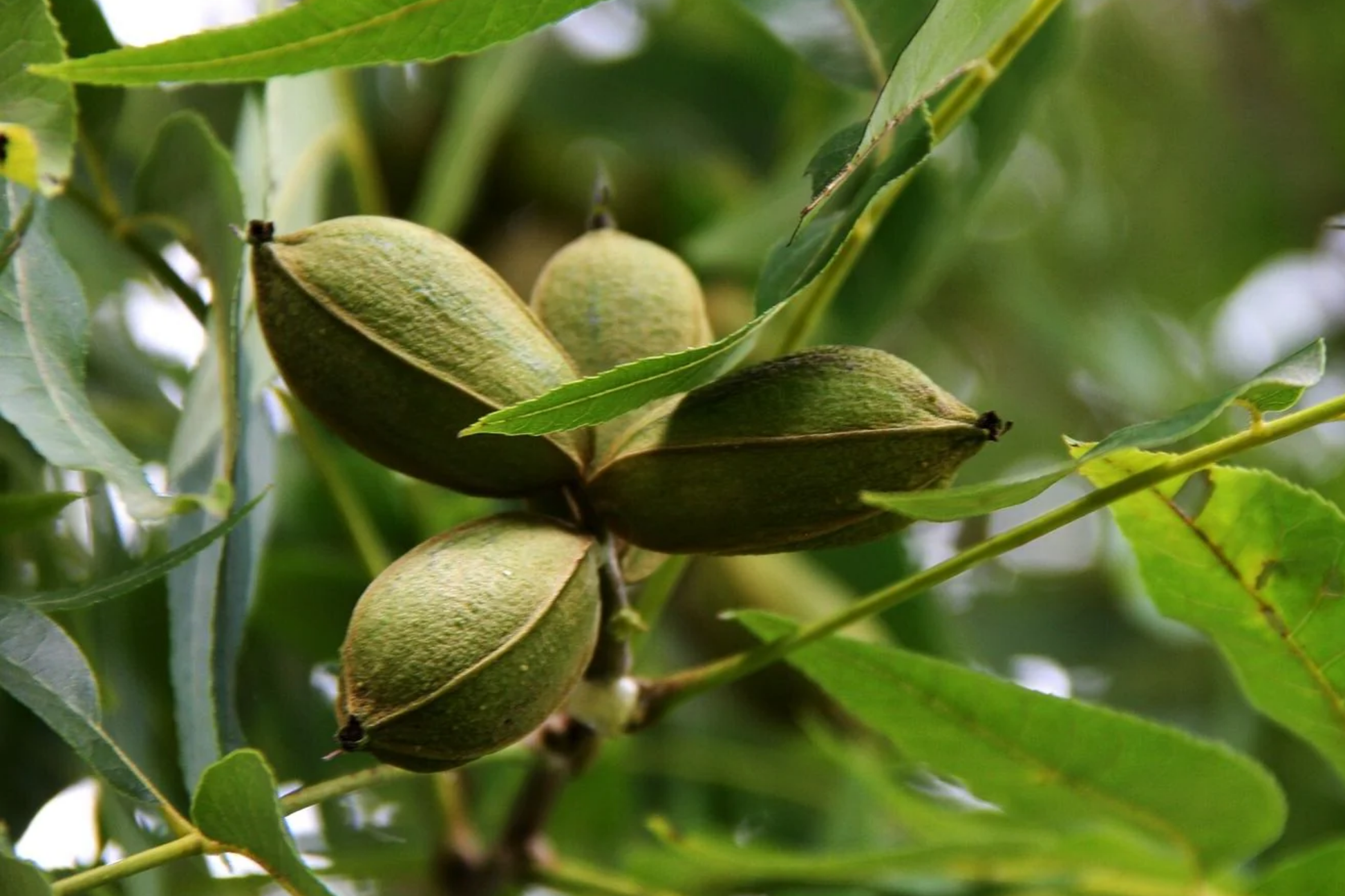 5 Pecan Trees Bareroot 6-12" Tall Nut-Producing Carya illinoensis for Planting