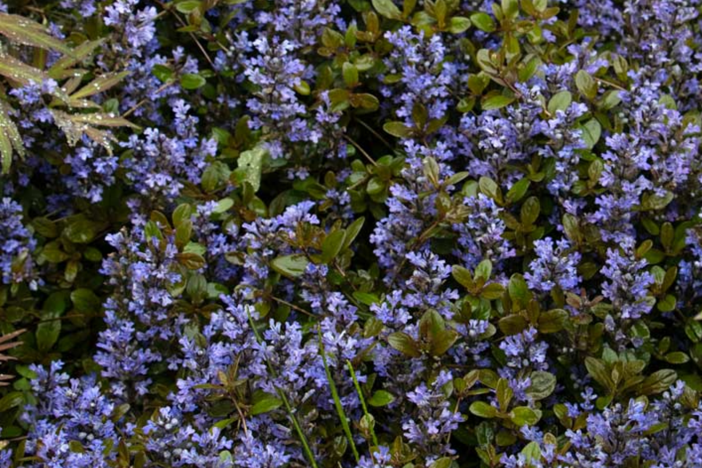 3 Live Ajuga Chocolate Chip Bugleweed Plants - Bare Root Perennial Ground Cover with Blue Purple Flowers