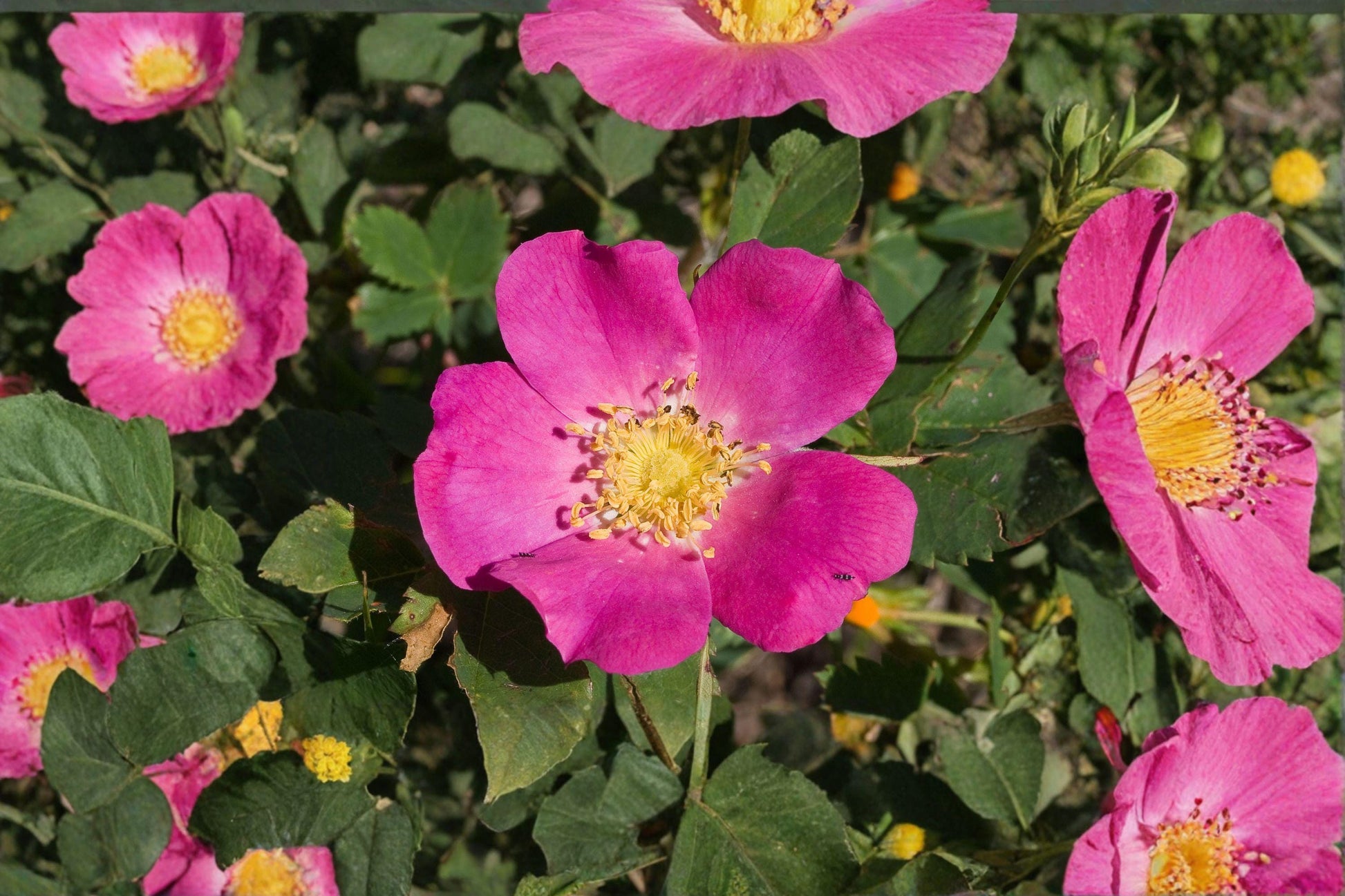 Rosa woodsii Seeds – Common Wild Rose Native Prairie Shrub for Garden, Wildlife, and Pollinators