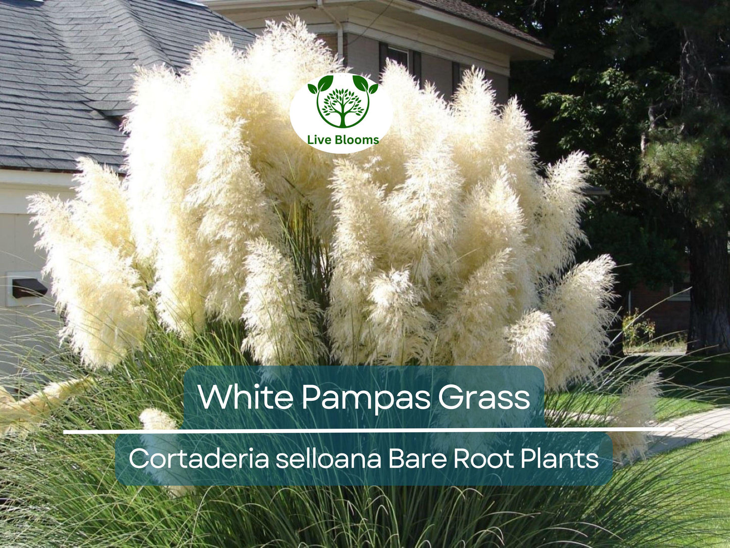 White Pampas Grass Live Plant – Cortaderia Selloana Ornamental Grass for Privacy and Dried Decor