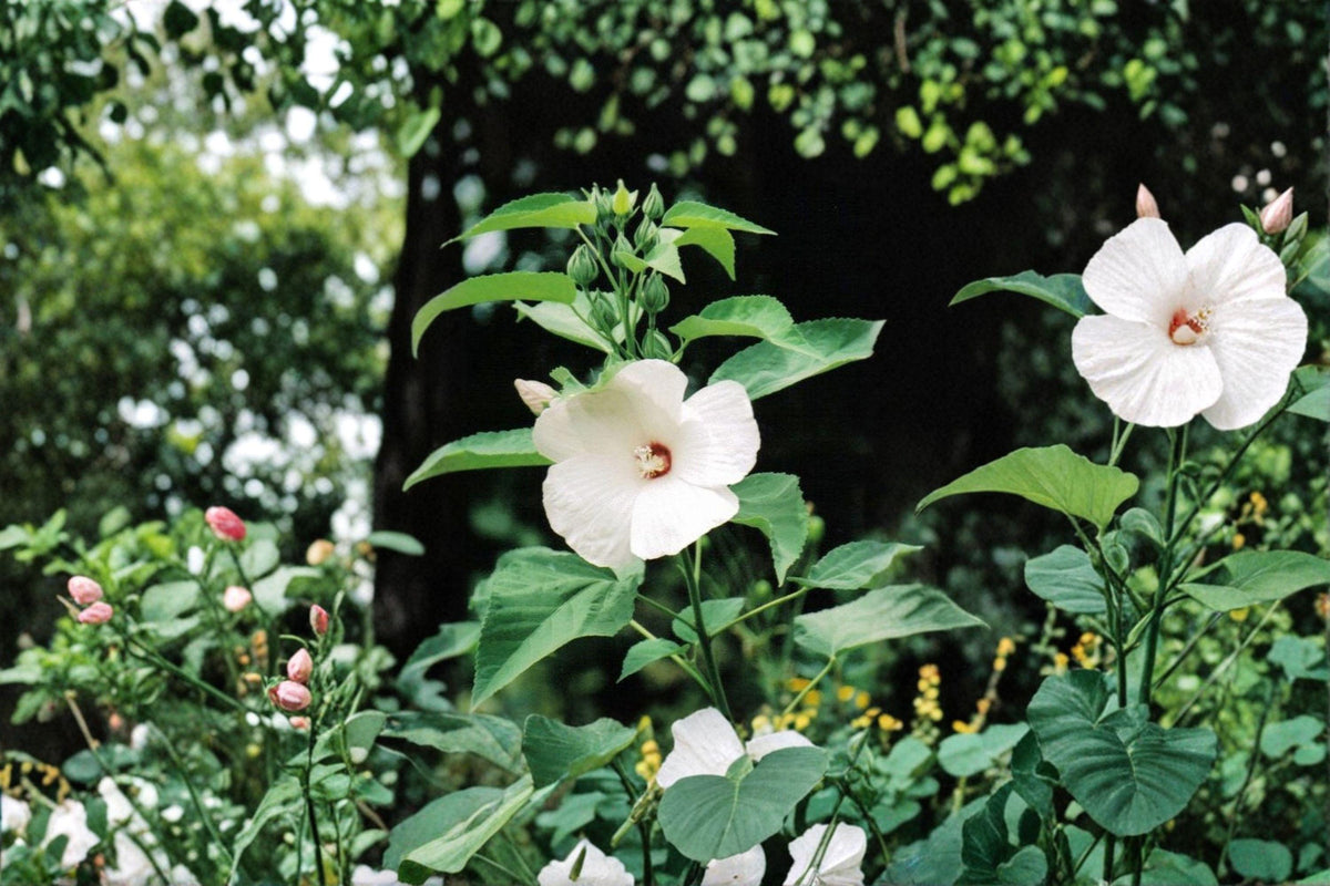 Hairy-Fruited Hibiscus Seeds | 25 Seeds | Woolly Rose Mallow | Hibiscus lasiocarpos | Native Wildflower for Pollinator Gardens
