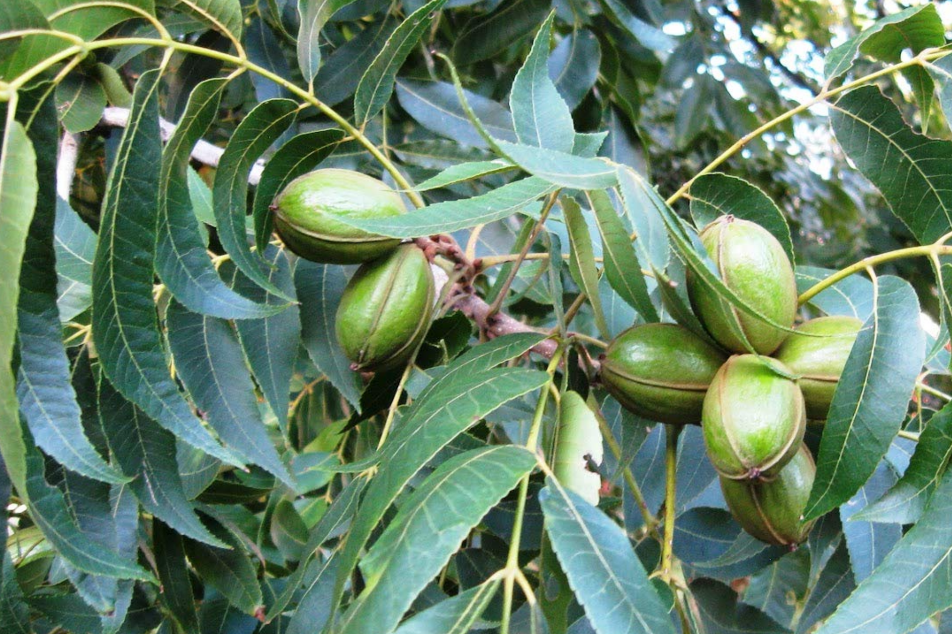 Hardy Pecan Tree Seedlings - Bare Root Nut Trees for Planting - Carya illinoinensis, Nut-Producing, USDA Zones 6-9