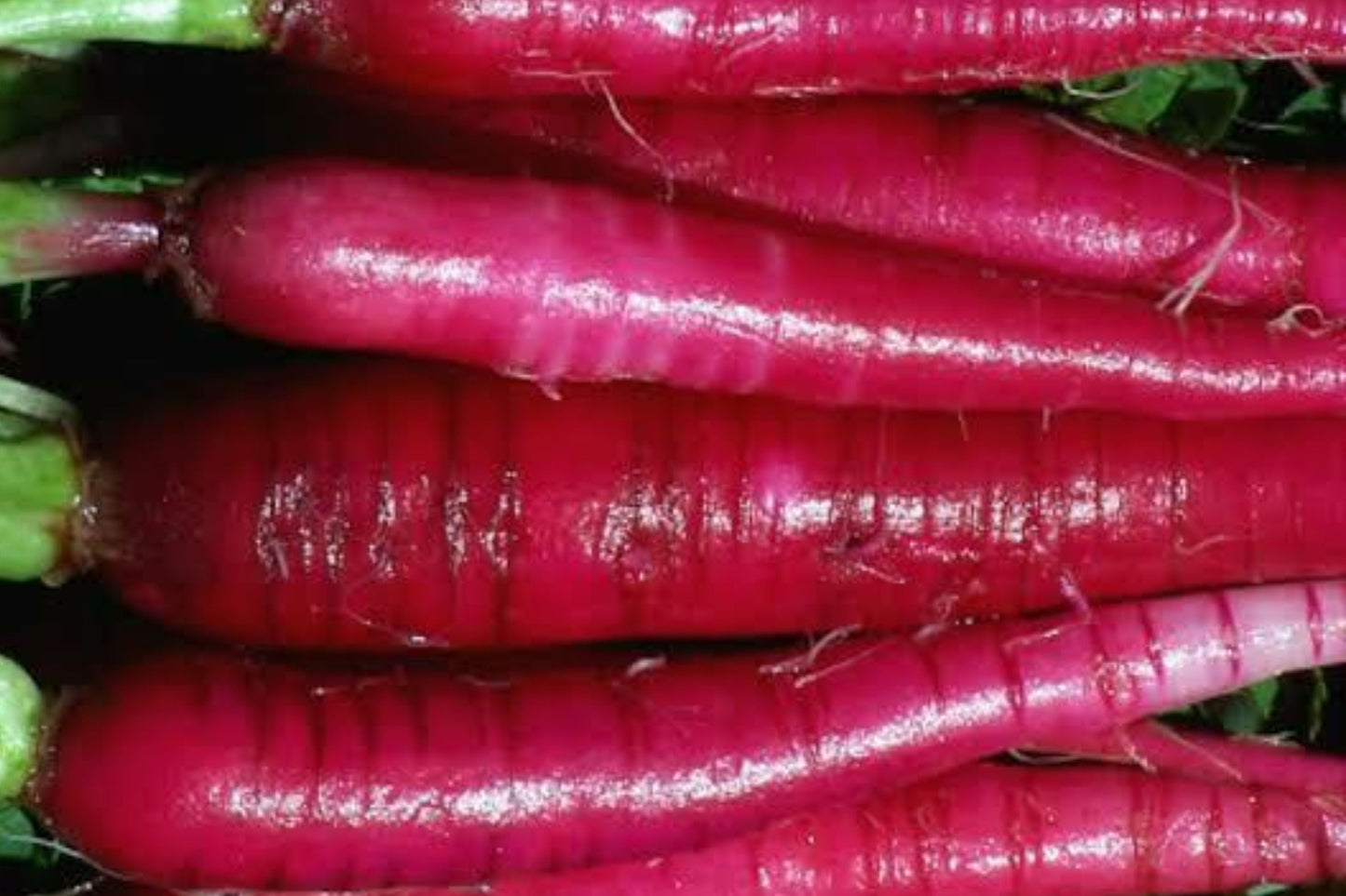 Long Red Radish Seeds 300+ Non-GMO Heirloom Raphanus sativus for Vegetable Gardens