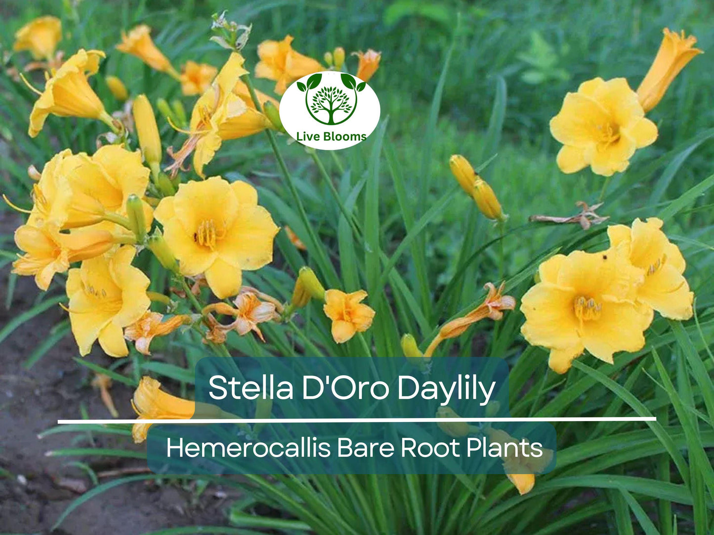 3 Stella D'Oro Daylily Bare Root Plants – Hardy, Long Blooming Yellow Perennials for Borders & Containers
