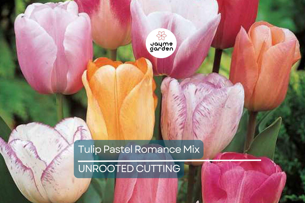 Tulip Bulbs Mix - 5 Count - Pastel Romance in Pink, Purple, White, Salmon Yellow - Tulipa - Spring Blooms for Gardens, Zones 3-8