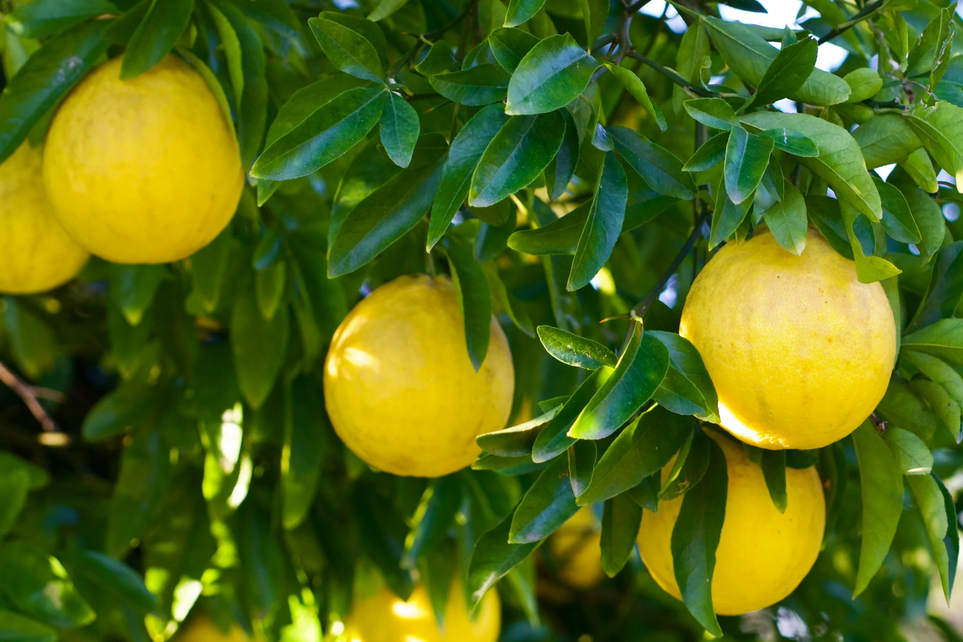 Trifoliate Orange Rootstock Bare Root Plants – Hardy Citrus Grafting Poncirus trifoliata, Cold Hardy, Disease Resistant