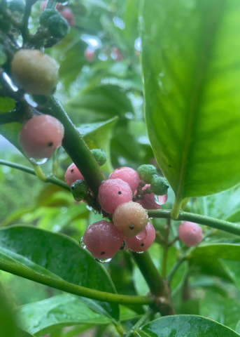 Ginberry Fruit Tree, Tropical Evergreen, Pink Citrus, Glycosmis pentaphylla, Small Tree or Shrub