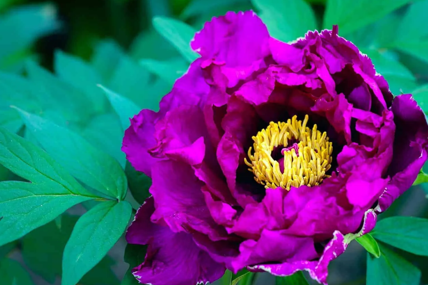 Dark Purple Peony Bare Root - Large Double Blooms, Perennial, Zones 3-8, Paeonia lactiflora