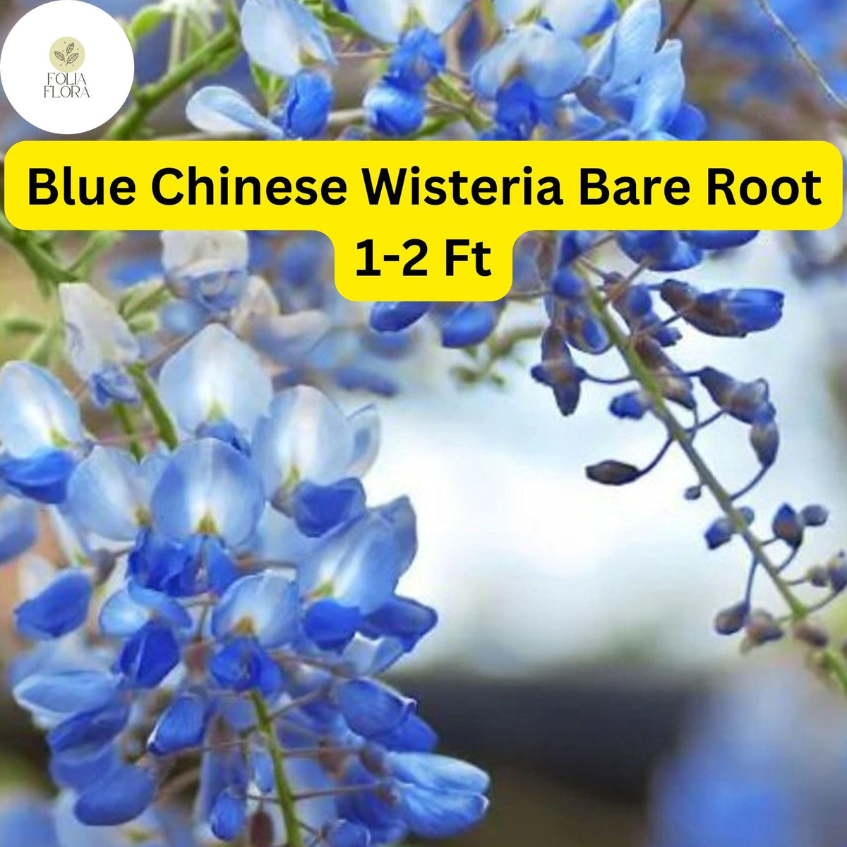 Live Bare Root Blue Chinese Wisteria Trees, 1-2 Ft, Flowering Ornamental, Wisteria sinensis, Fragrant Blue-Violet Blooms