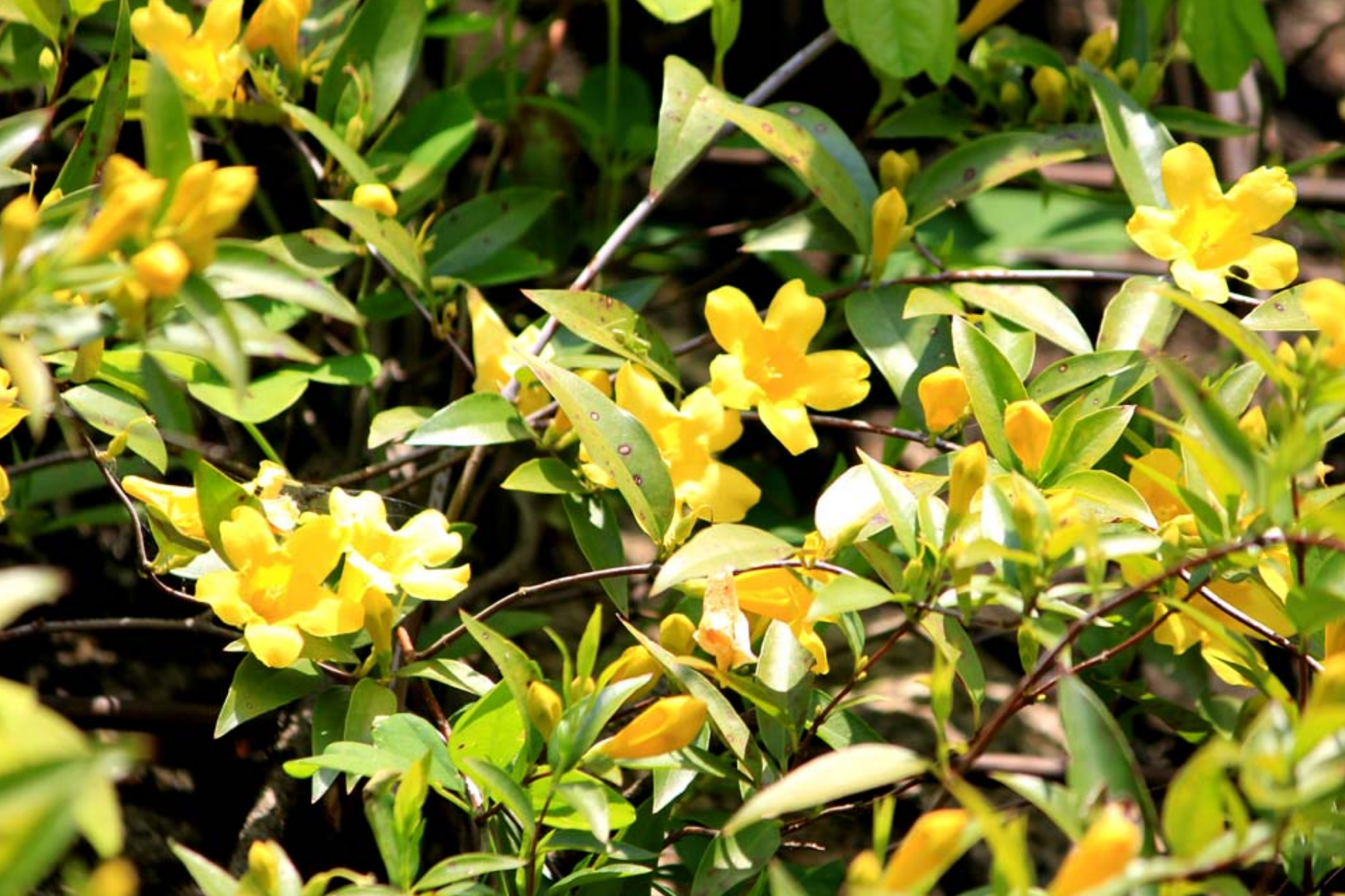 Yellow Carolina Jasmine Live Plants (6) - 8-10" Rooted Climbing Flowering Vines, Gelsemium sempervirens for Fences & Trellises