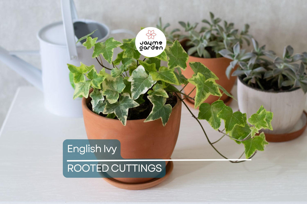 15 English Ivy Rooted Cuttings | Fast-Growing Hardy Vines | Hedera Helix | Easy Care Indoor/Outdoor Plant | Privacy Screen