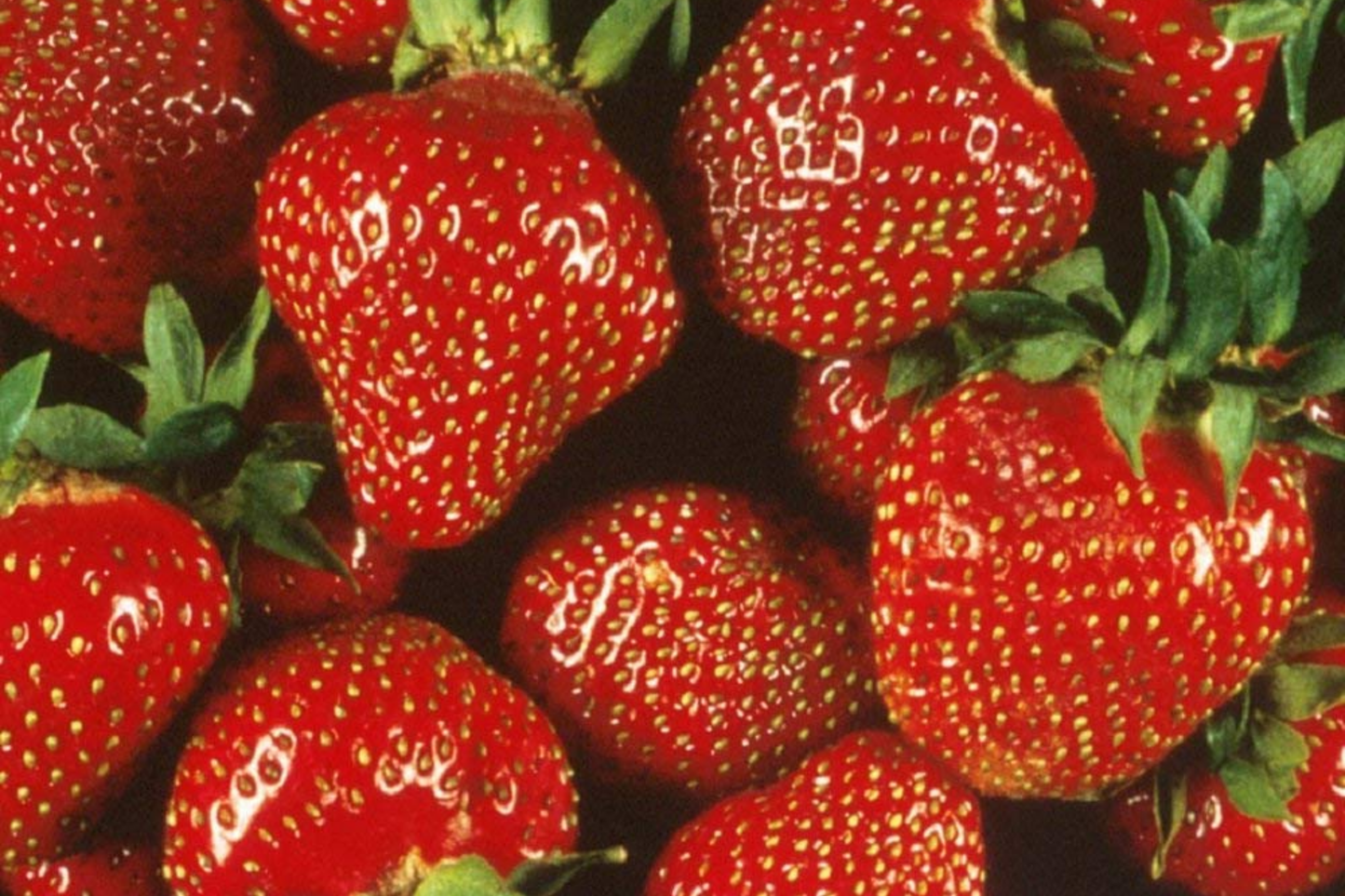 Quinault Everbearing Strawberry Plants - 25 Bare Root, Large & Sweet, Zones 4-9, Perennial Fruit, Organic Berries
