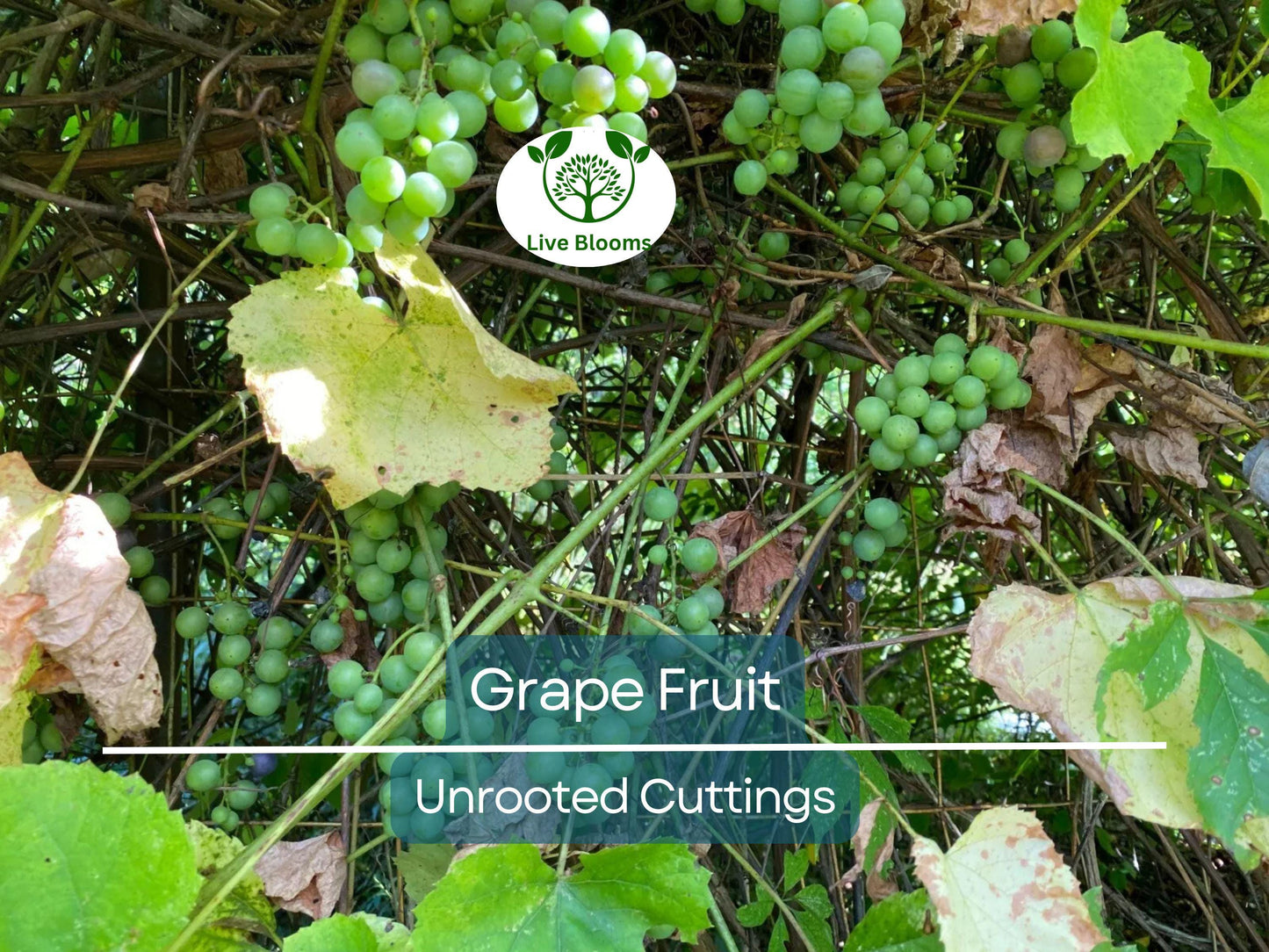 5 Cold Hardy Perennial Fruit Grape Unrooted Cuttings - Easy to Root, Cold Tolerant Vitis spp. for Garden