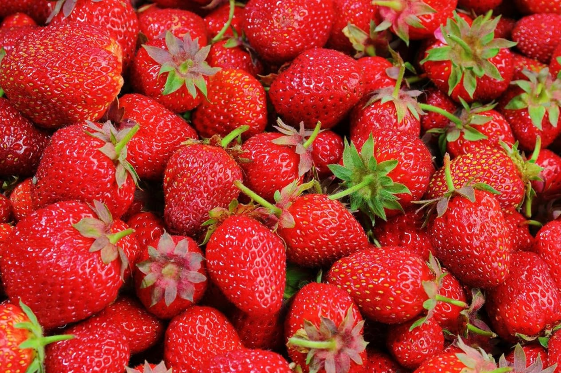 Ozark Beauty Everbearing Strawberry Plants - 25 Bareroot Starter Plants, Sweet, Hardy, Zones 3-8, Perennial Fruit, Home Garden