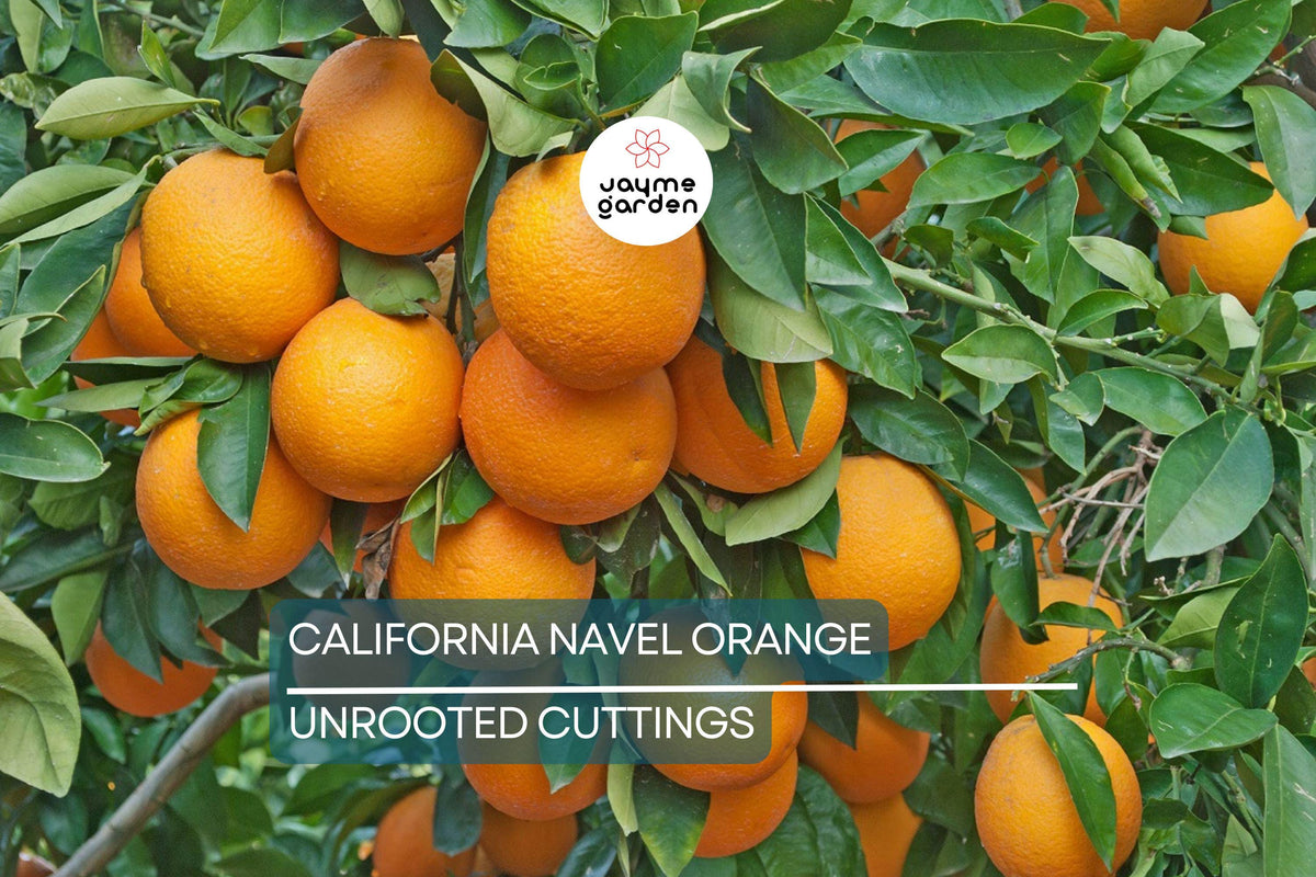 Navel Orange Cuttings | 5 Fresh Pieces | Citrus sinensis | Grow Your Own California Fruit Tree for Backyard Garden