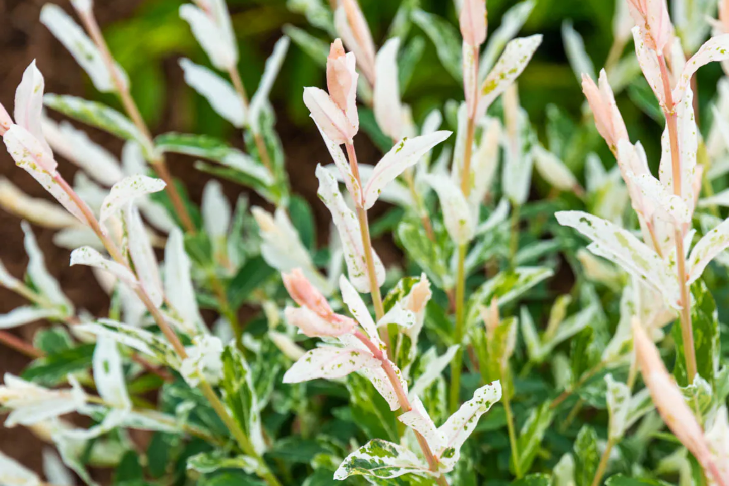 Dappled Willow Cutting - Salix integra 'Hakuro Nishiki' Variegated Foliage, Easy Care Garden Shrub