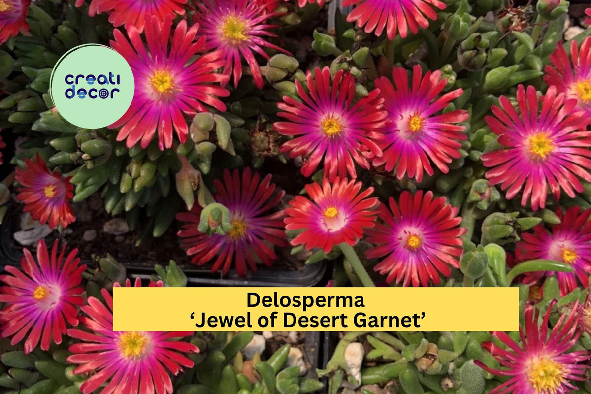 Delosperma ‘Jewel of Desert Garnet’ Ice Plant - Hardy Perennial Succulent with Bright Red Blooms