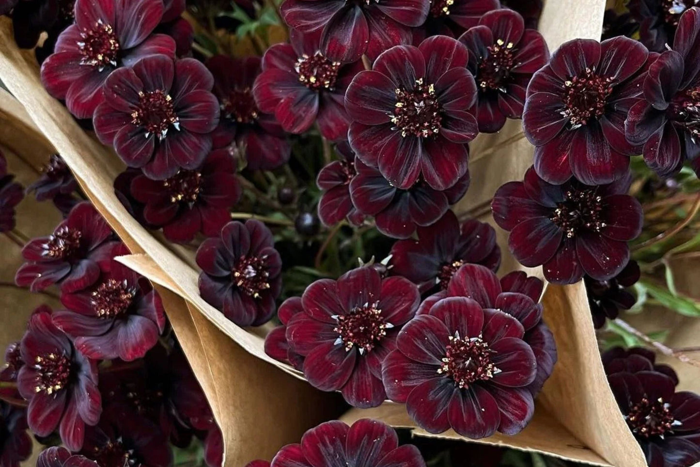 Chocolate Cosmos Seeds - 200 Rare Flower Seeds, Dark Burgundy-Brown Blooms, Vanilla Scent, Butterfly Attractor, Cosmos atrosanguineus, USA Grown