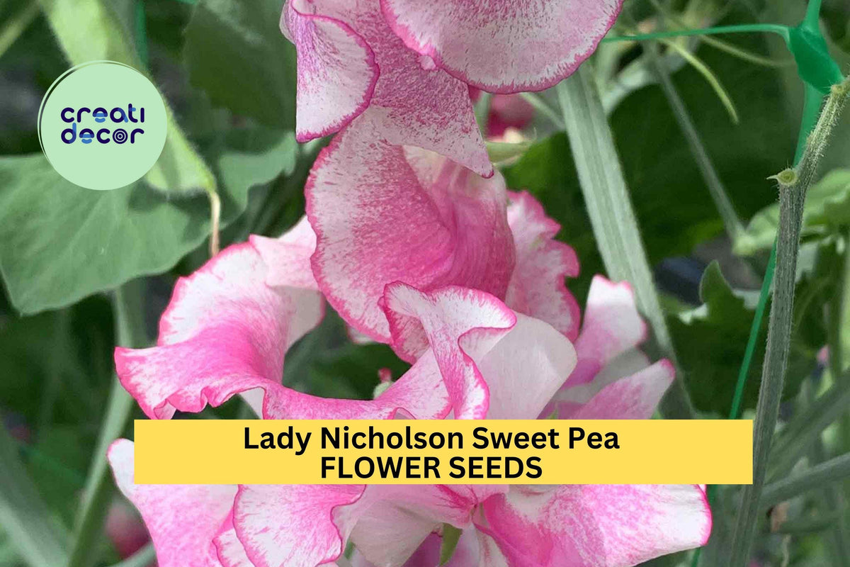 50+ Lady Nicholson Sweet Pea Seeds – Pale Pink Fragrant Blooms for Trellises & Pollinator Gardens